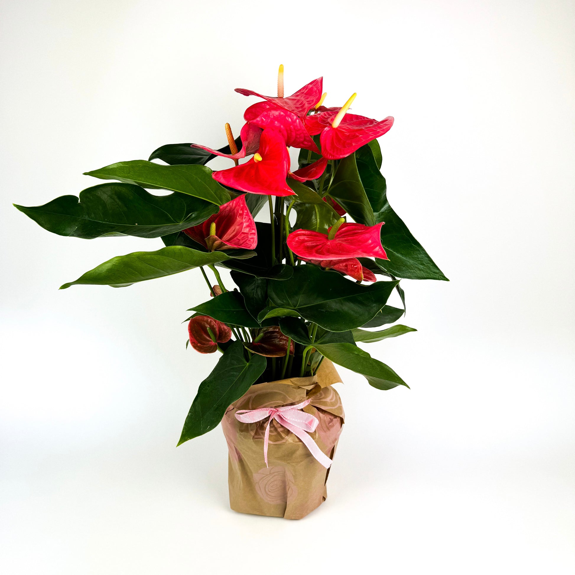 anthurium large Large Cerise Anthurium Houseplant – OH SO Floral