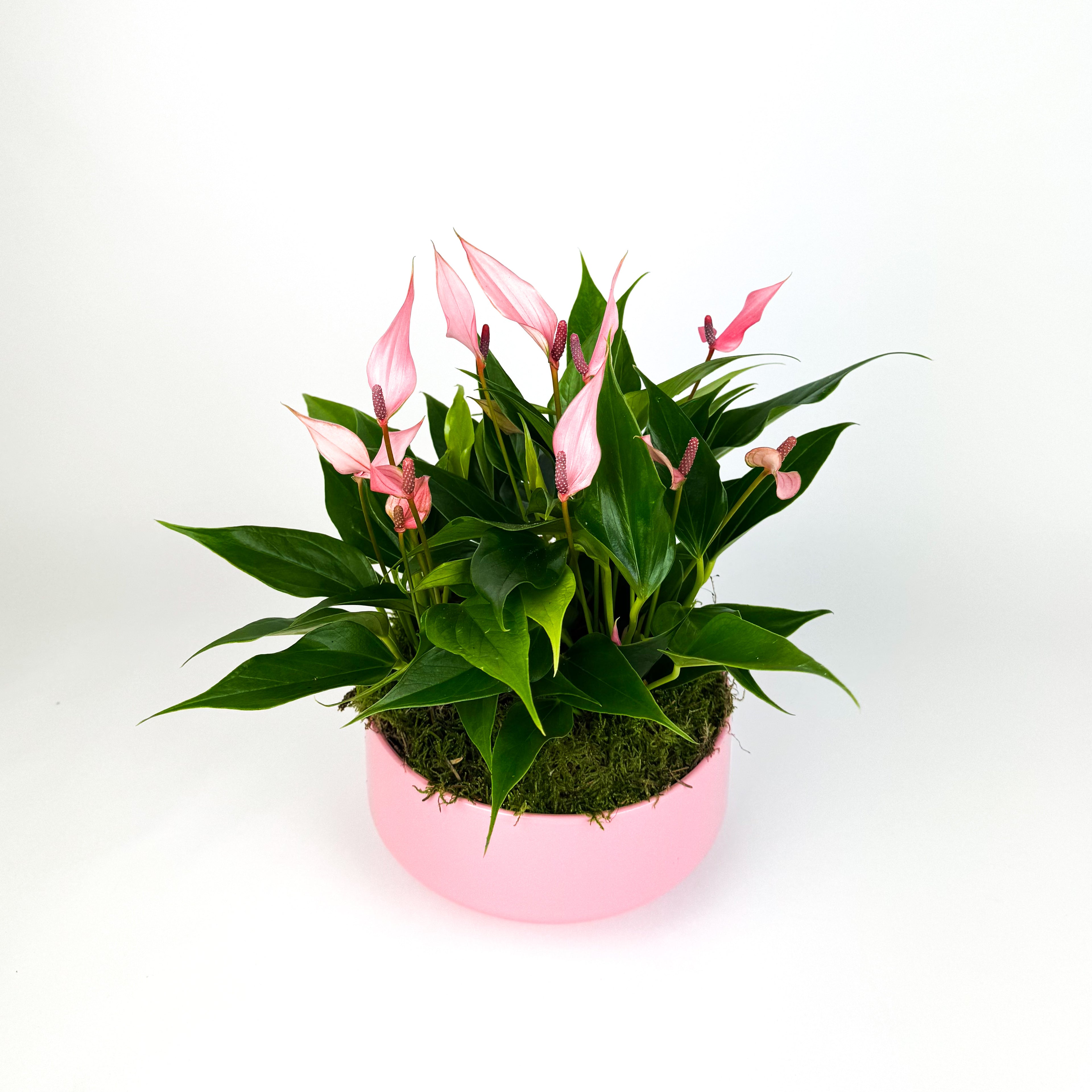 Anthurium Royal Lilli Lucca In Ceramic Houseplant