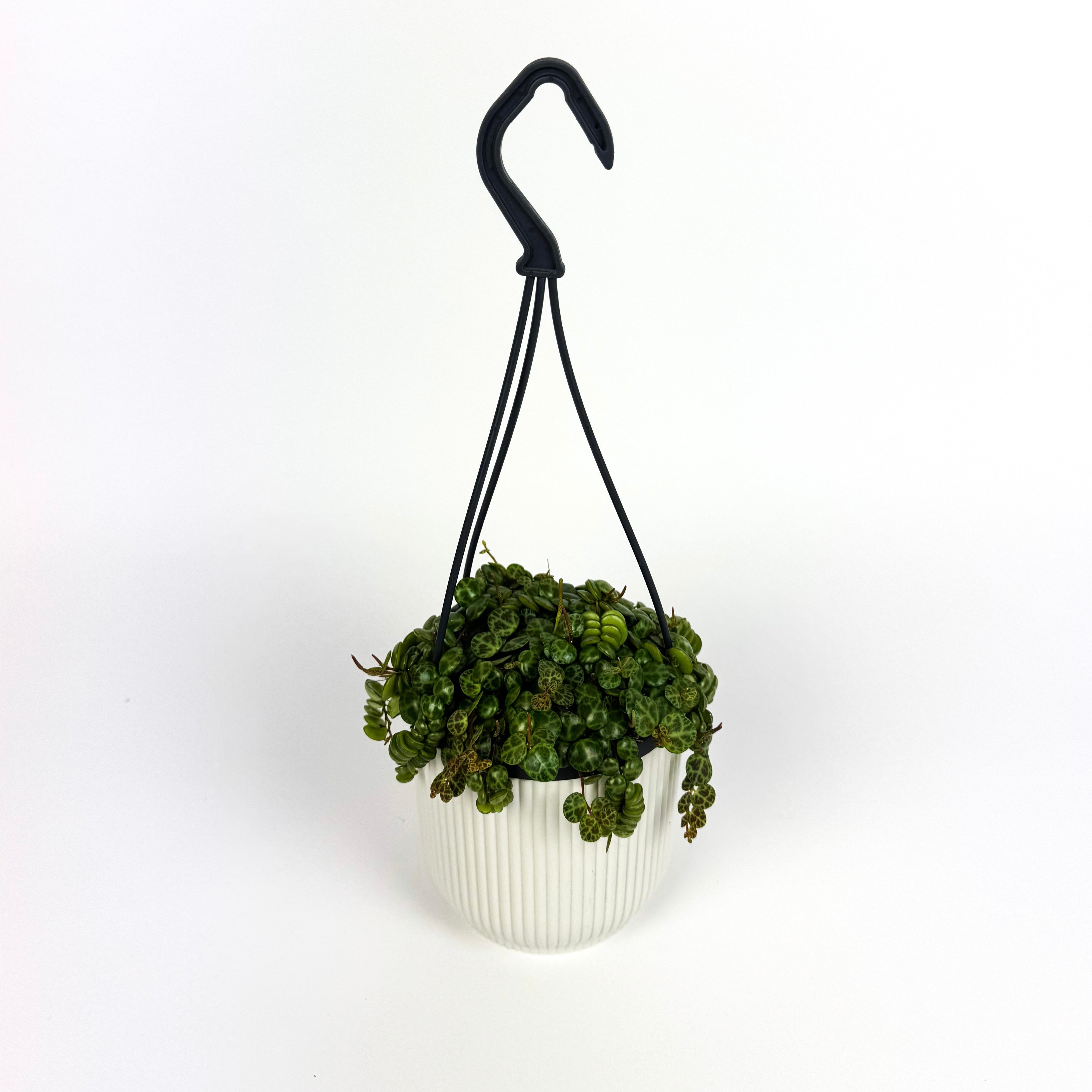 Hanging String Of Turtles Houseplant