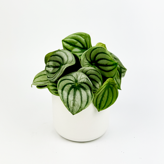 Peperomia Watermelon Indoor Houseplant