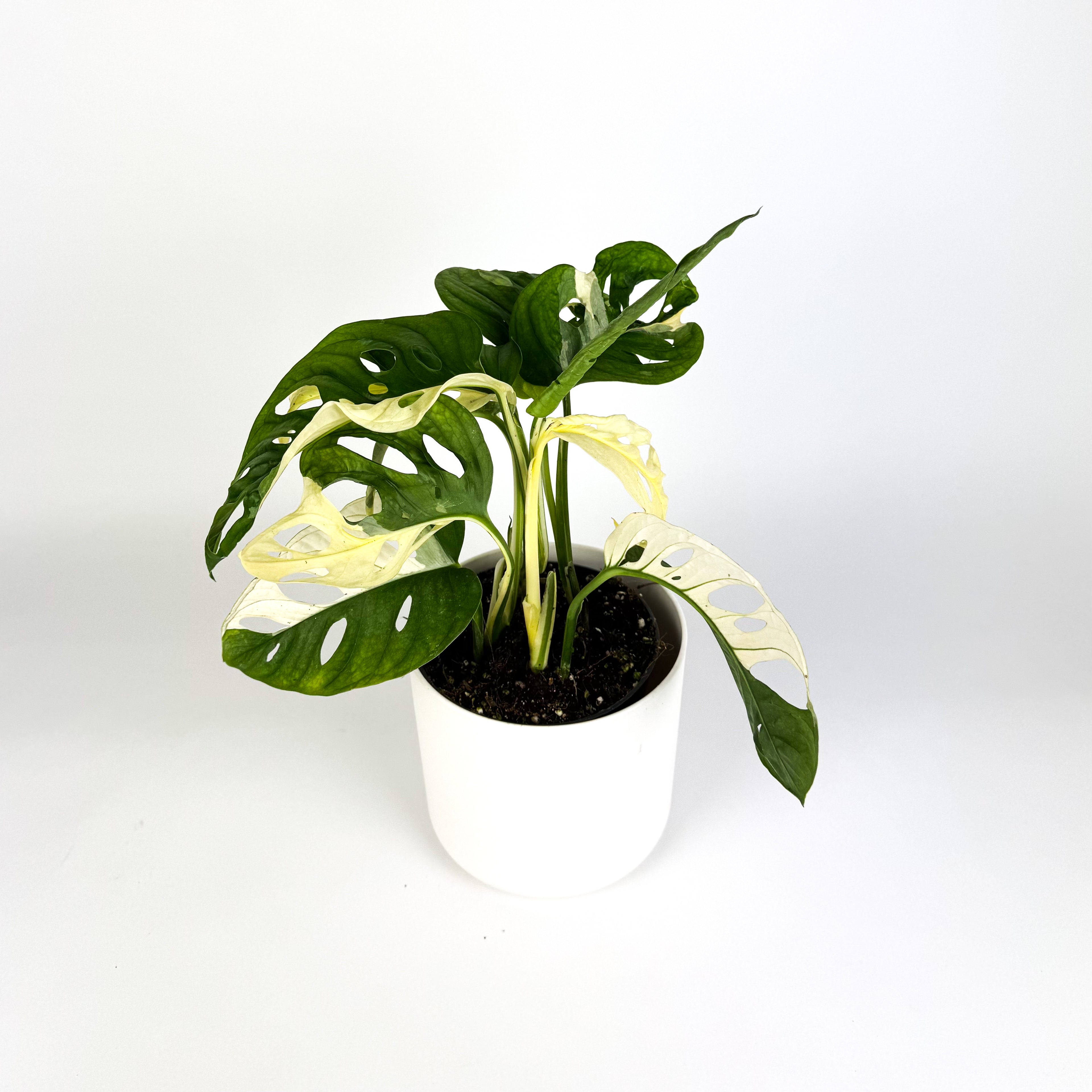 PO - Monstera Obliqua Japanese Tricolour Houseplant