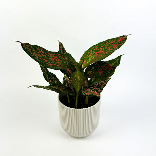 Aglaonema Strawberry Baby Houseplant