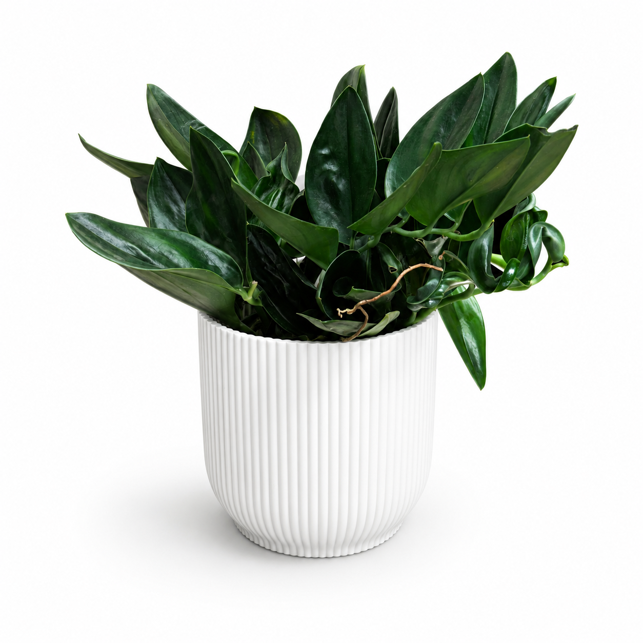 Scindapsus Treubii Dark Form 12cm Houseplant
