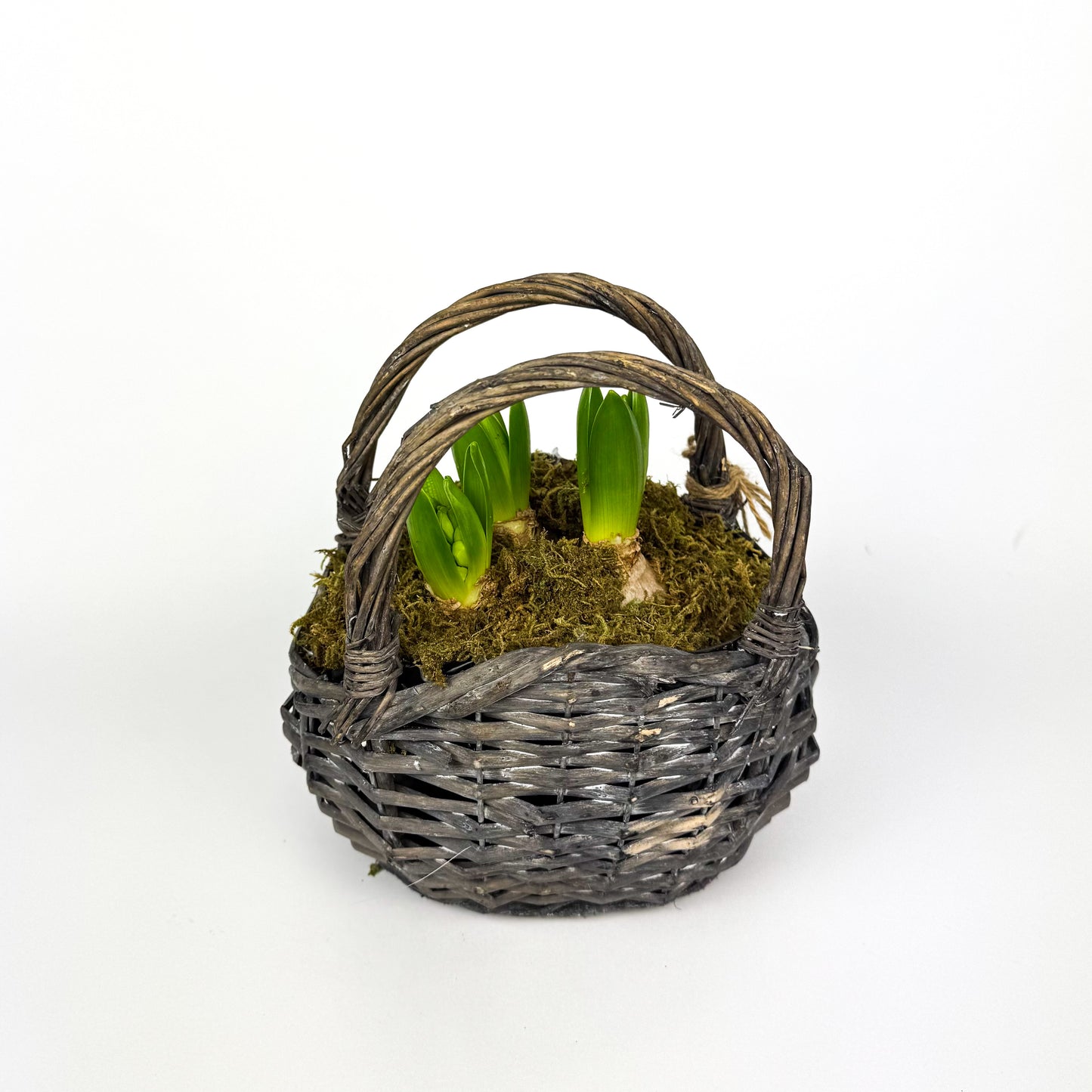 Hyacinthus Shopping Basket Plant