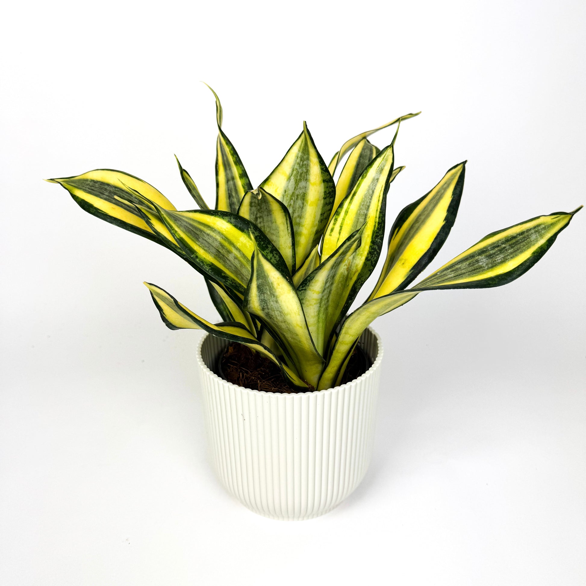 sansevieria gold dust Sanseveria Gold Dust Houseplant – OH SO Floral
