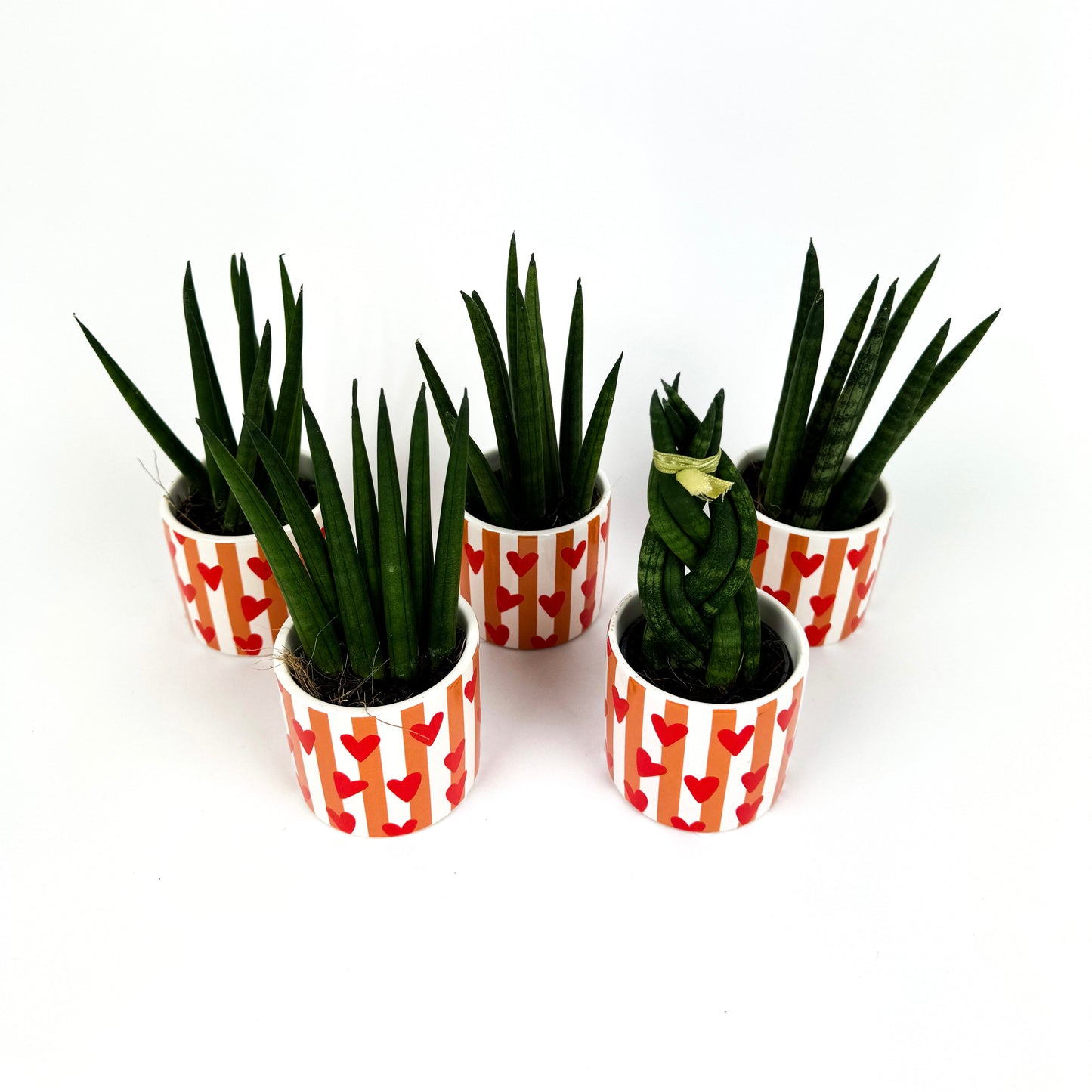 Mini Snake Orange Heart Bundle Houseplants