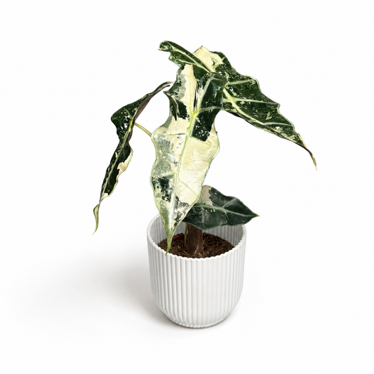 Alocasia Polly Variegata 7cm Houseplant