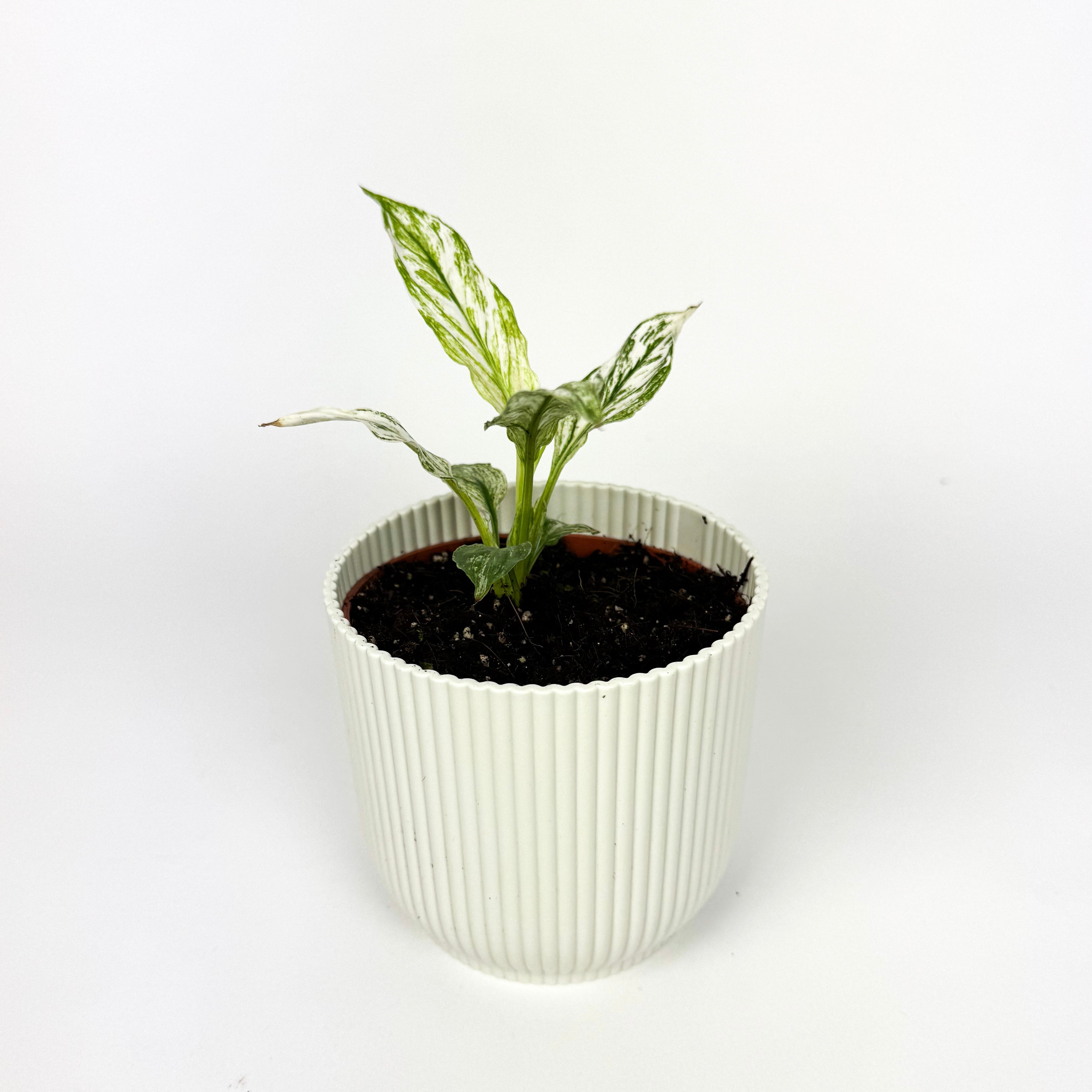 RARE Spathiphyllum Sensation Variegated Houseplant