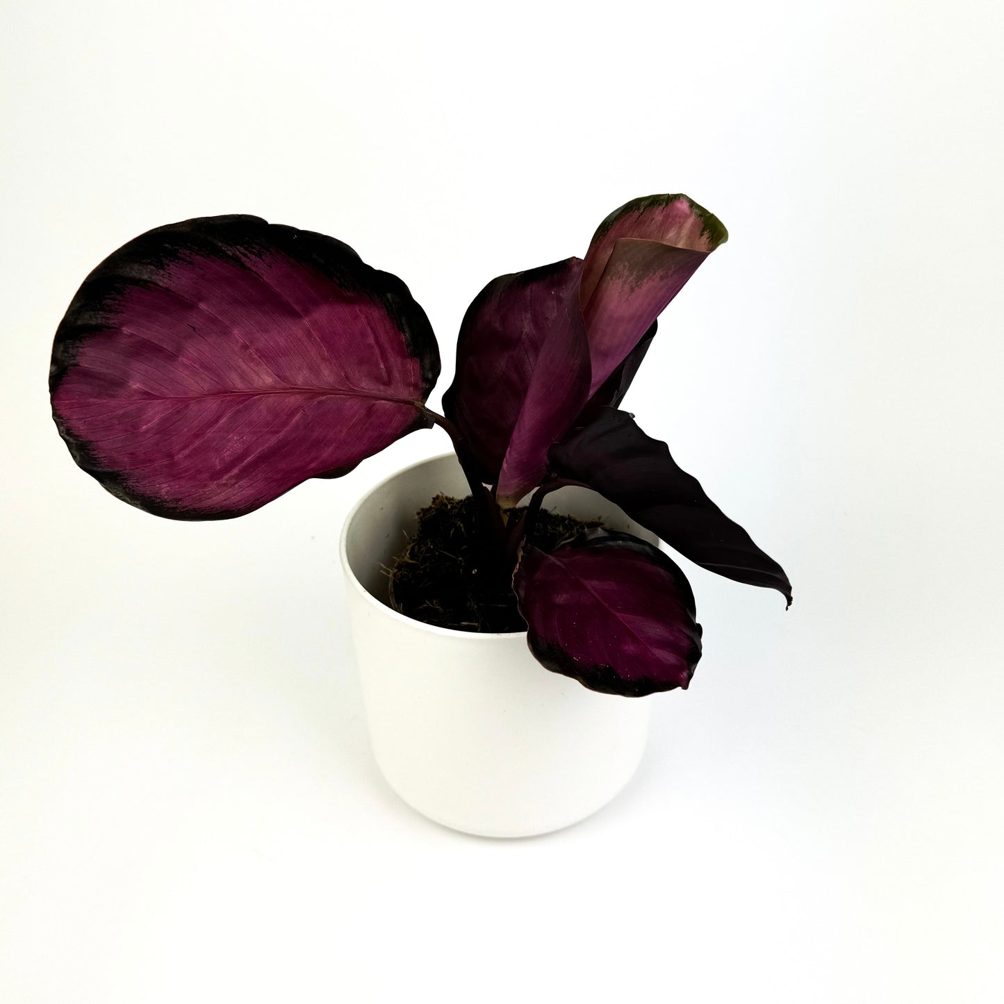 Calathea Rosy Houseplant