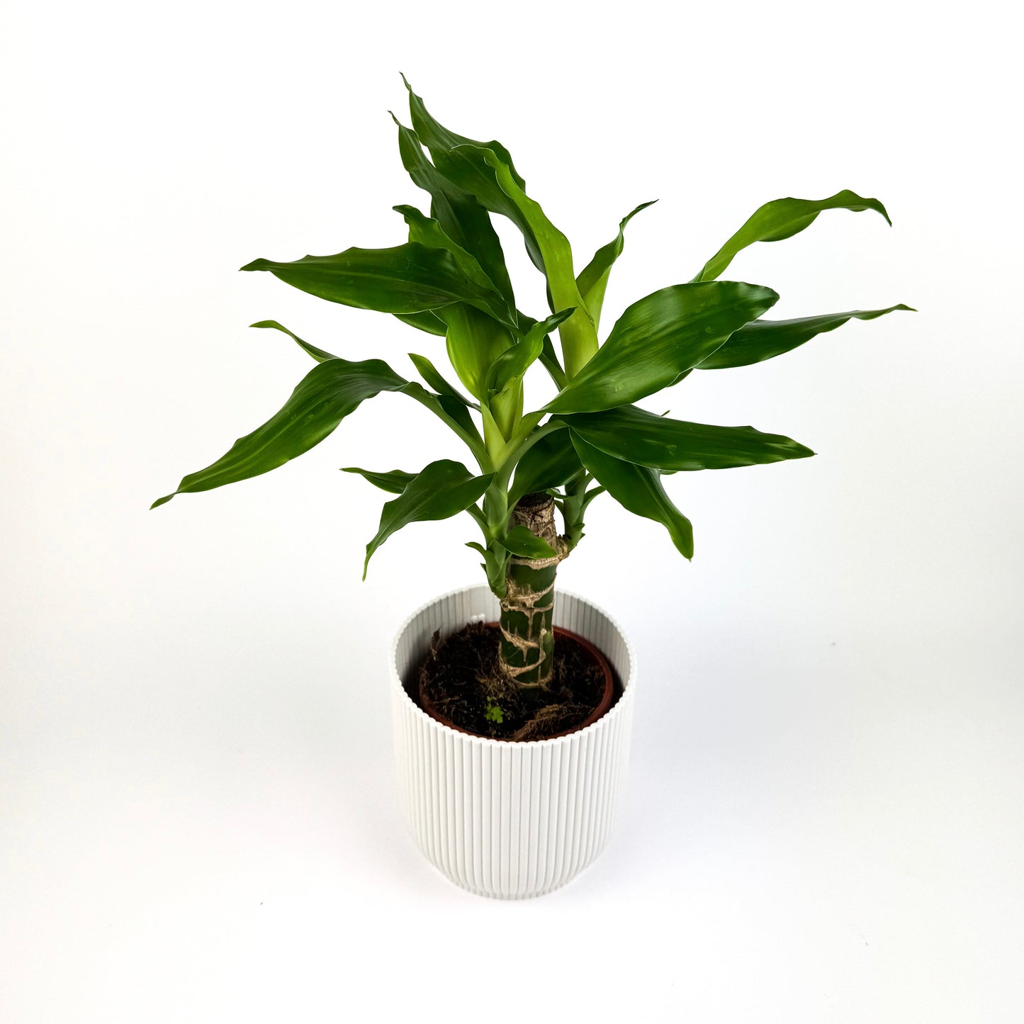 Dracena Fragrans Green Jewel Houseplant