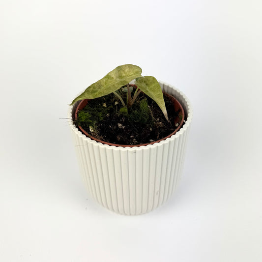 Alocasia Polly Yellow Variegated 10.5cm Houseplant