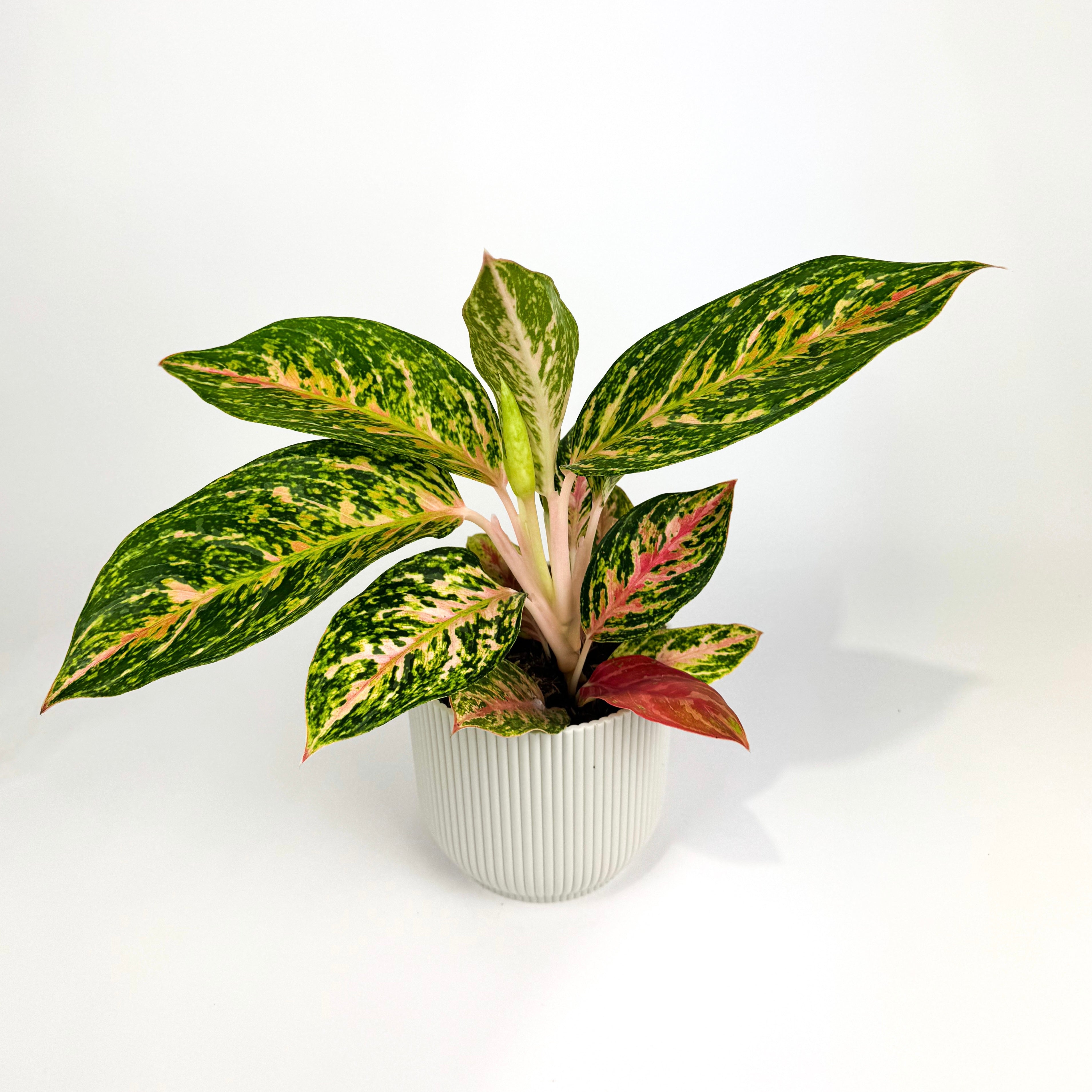 Aglaonema Melon Candy 12cm Houseplant