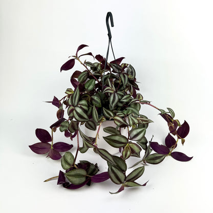 Tradescantia Zebrina 19cm Indoor Houseplant