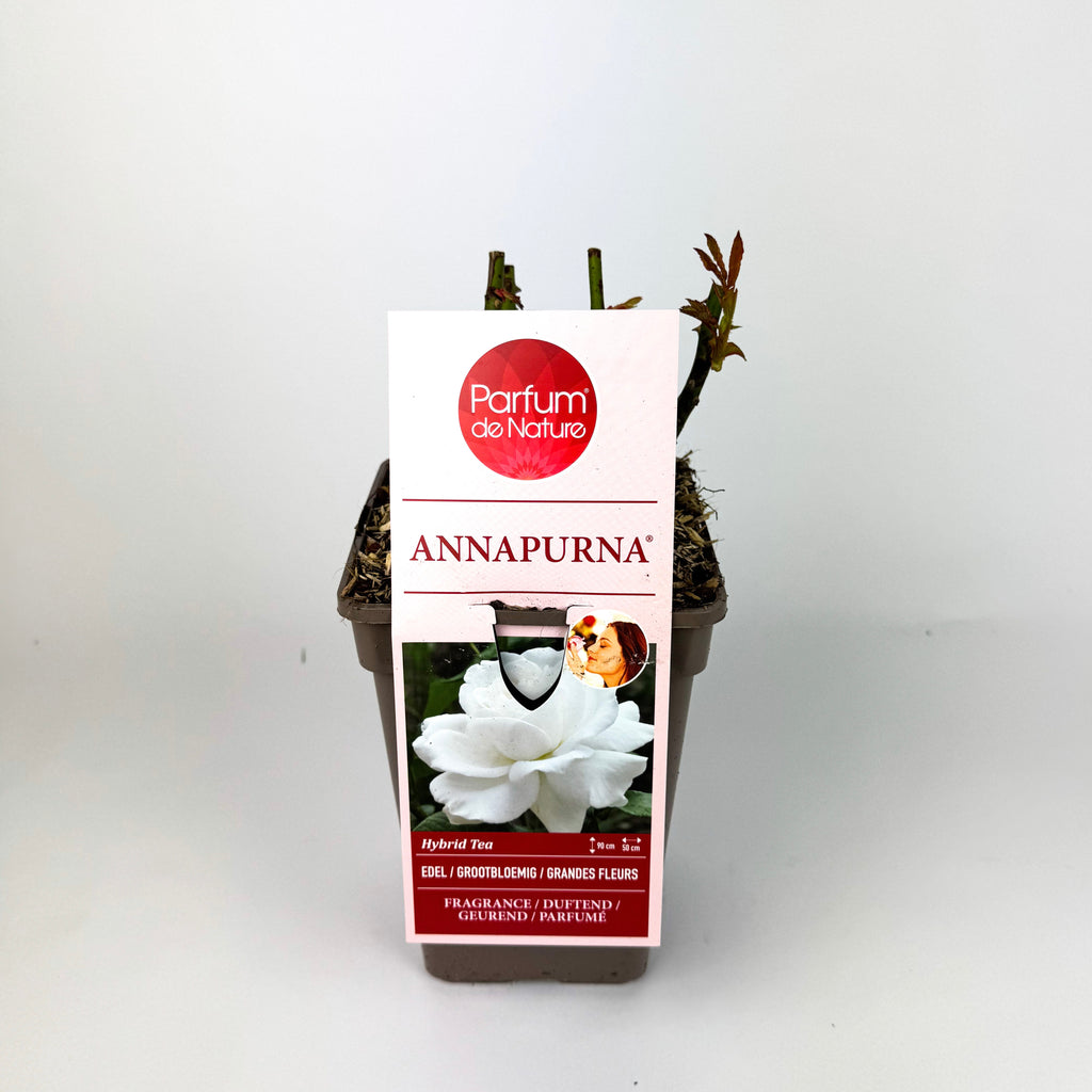 Rose 'Parfum de Nature' Scented Outdoor Rose Bush