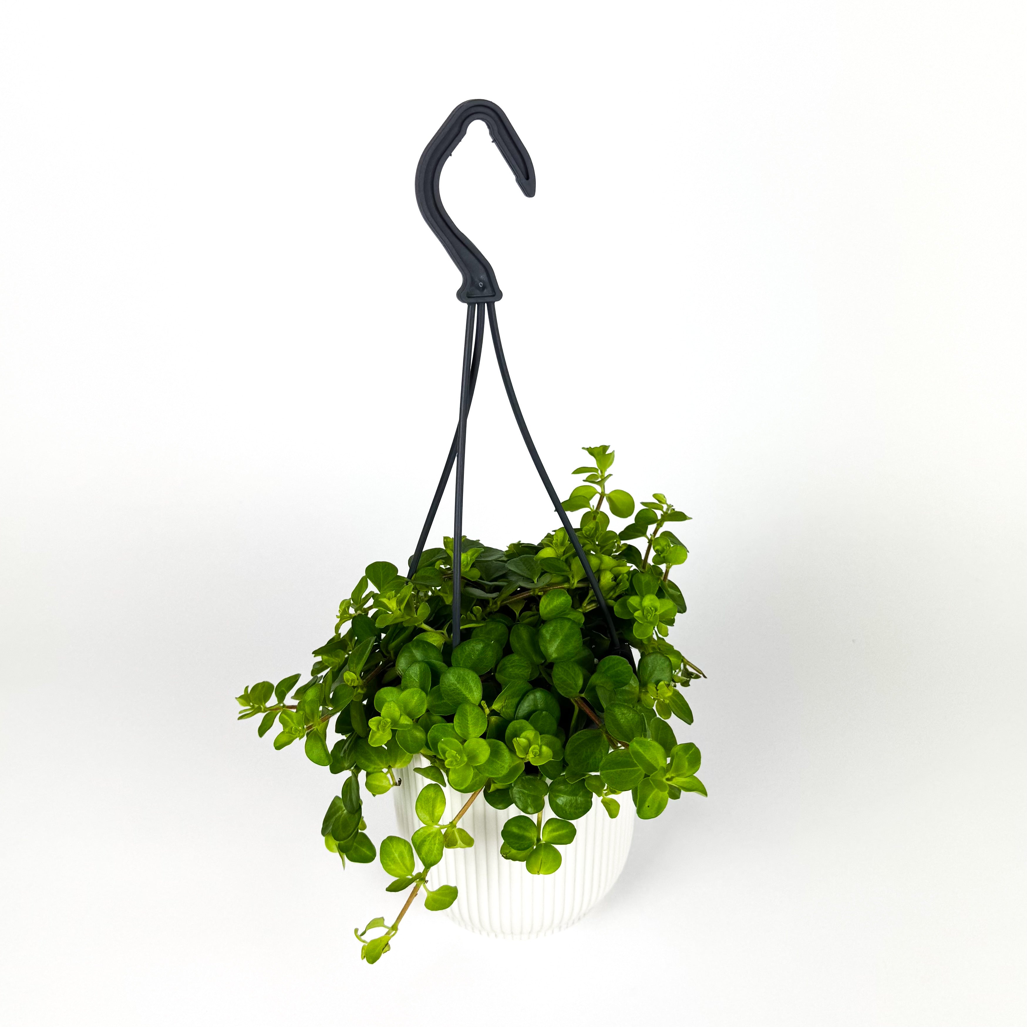 10.5cm Hanging Peperomia Hope Houseplant