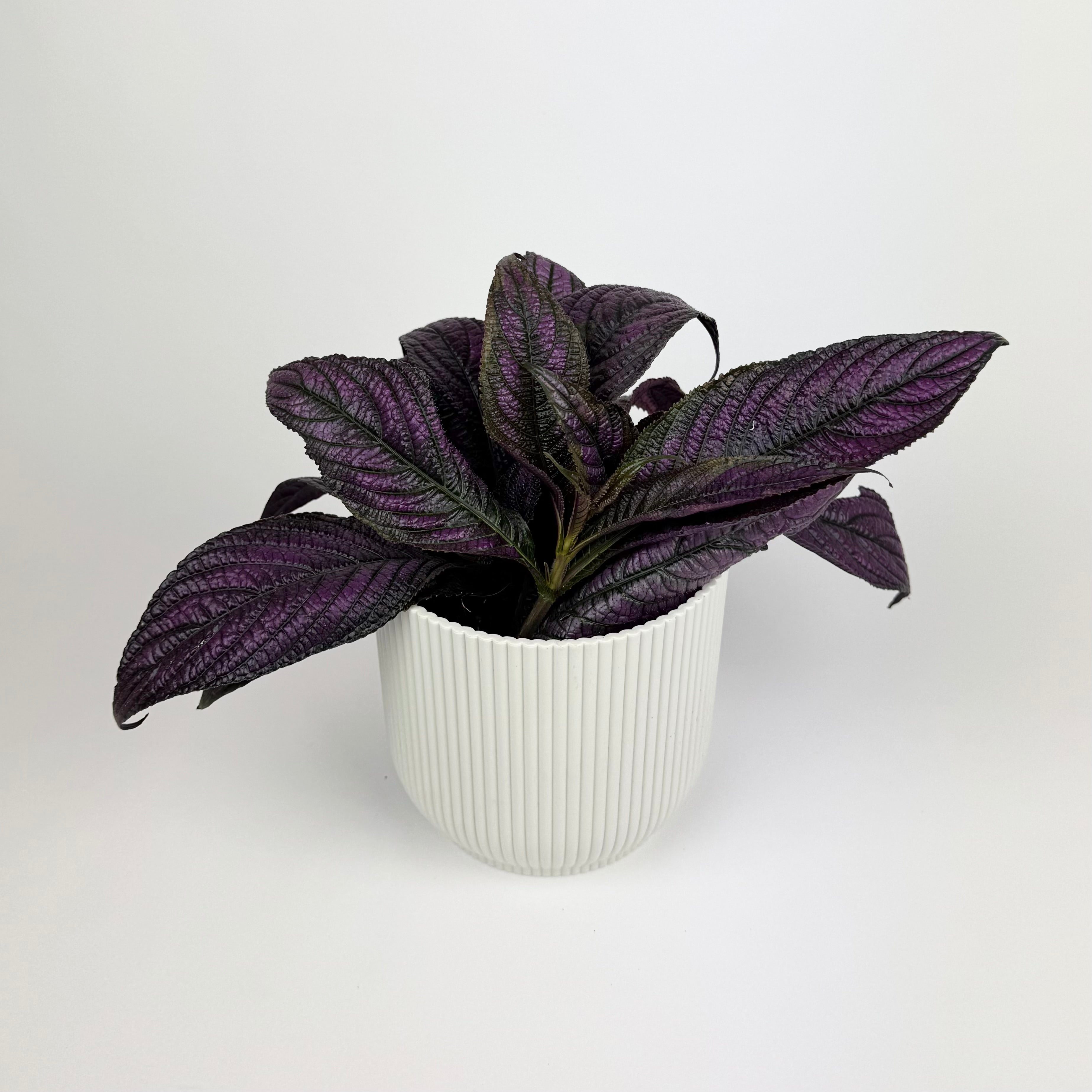 Strobilanthes purple 12cm Pot Houseplant