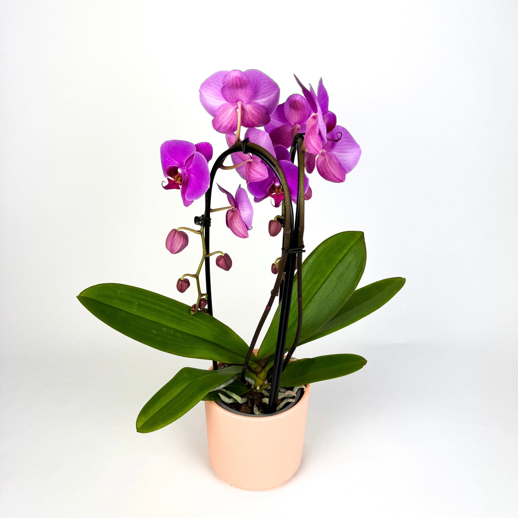 Mother's Day Phalaenopsis Cascading Orchid Houseplant