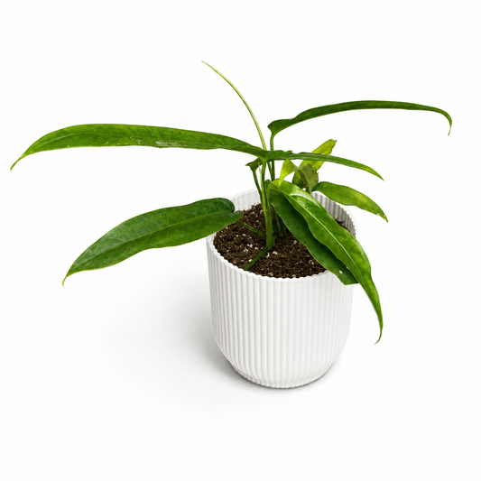 Monstera Obliqua Yasuni 10.5cm Pot Size Houseplant