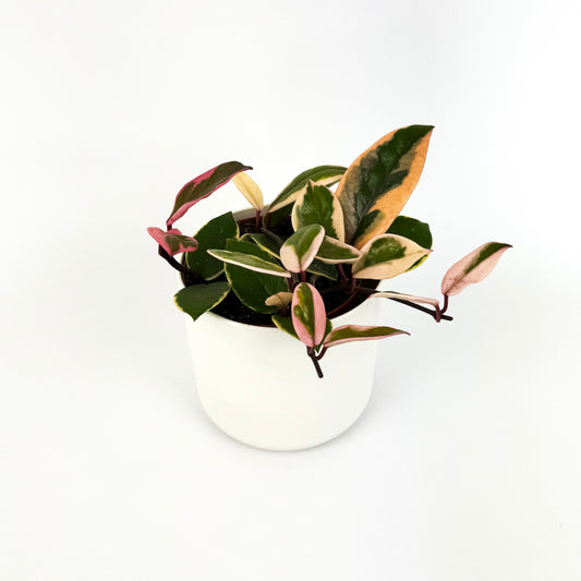 Hoya Flamingo Dream Houseplant