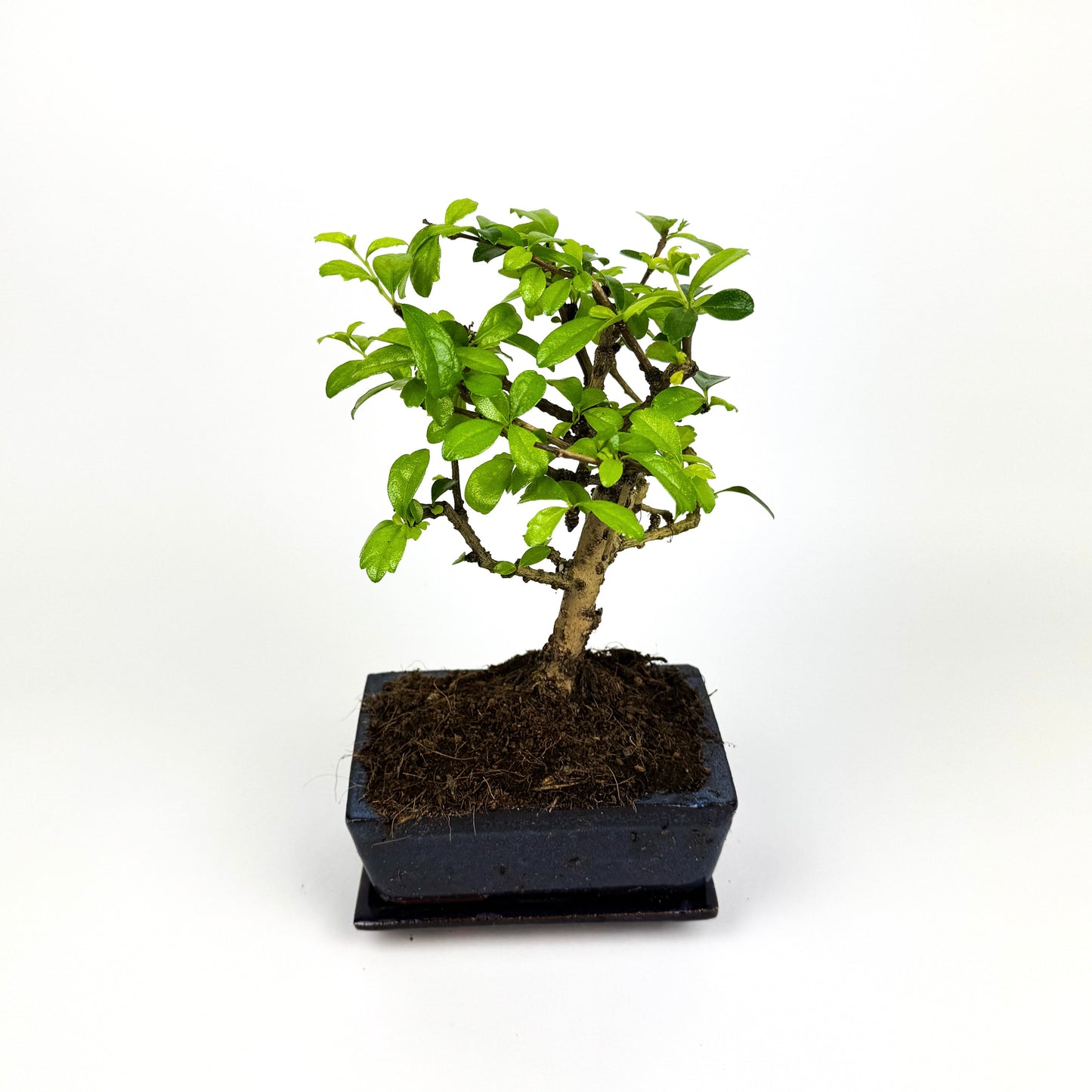 Carmona Bonsai Houseplant