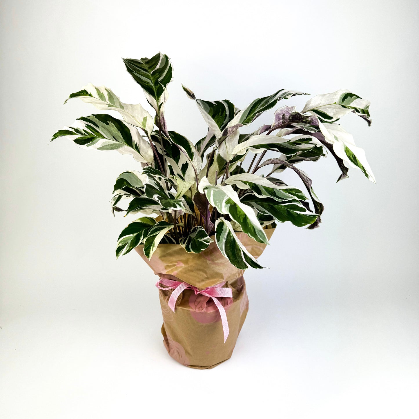 Large Calathea White Fusion Houseplant