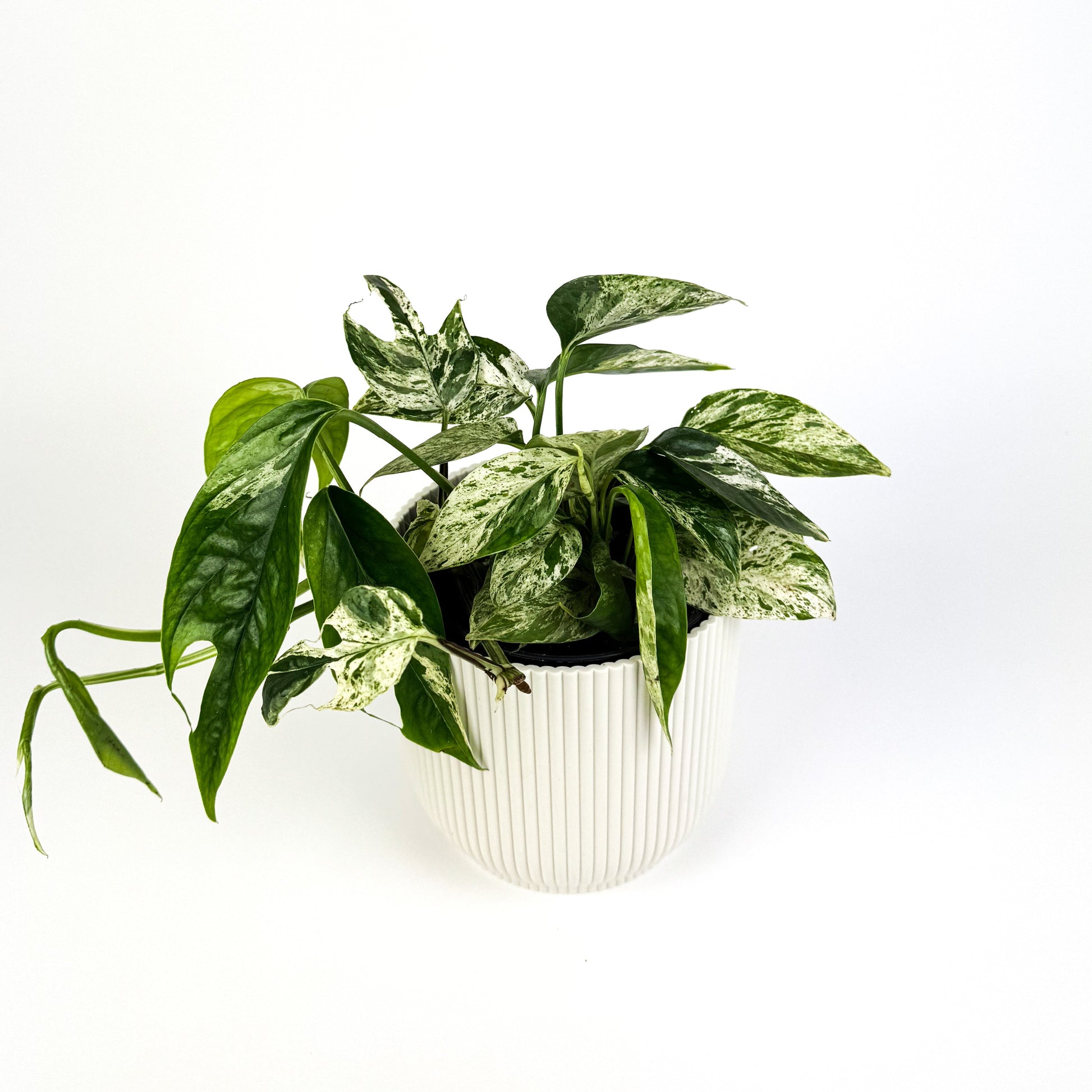 king pothos Marble King Pothos Houseplant – OH SO Floral
