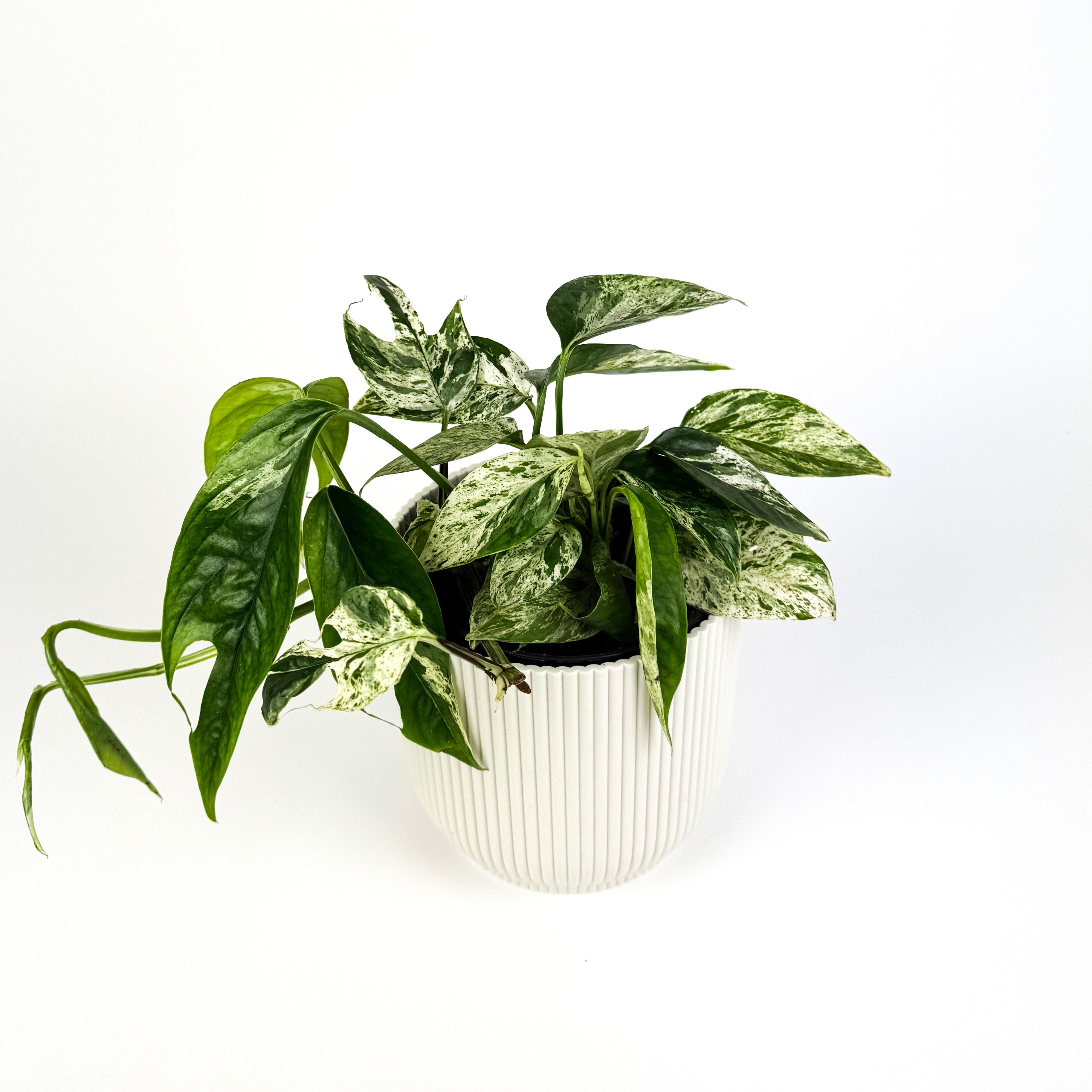Marble King Pothos Houseplant