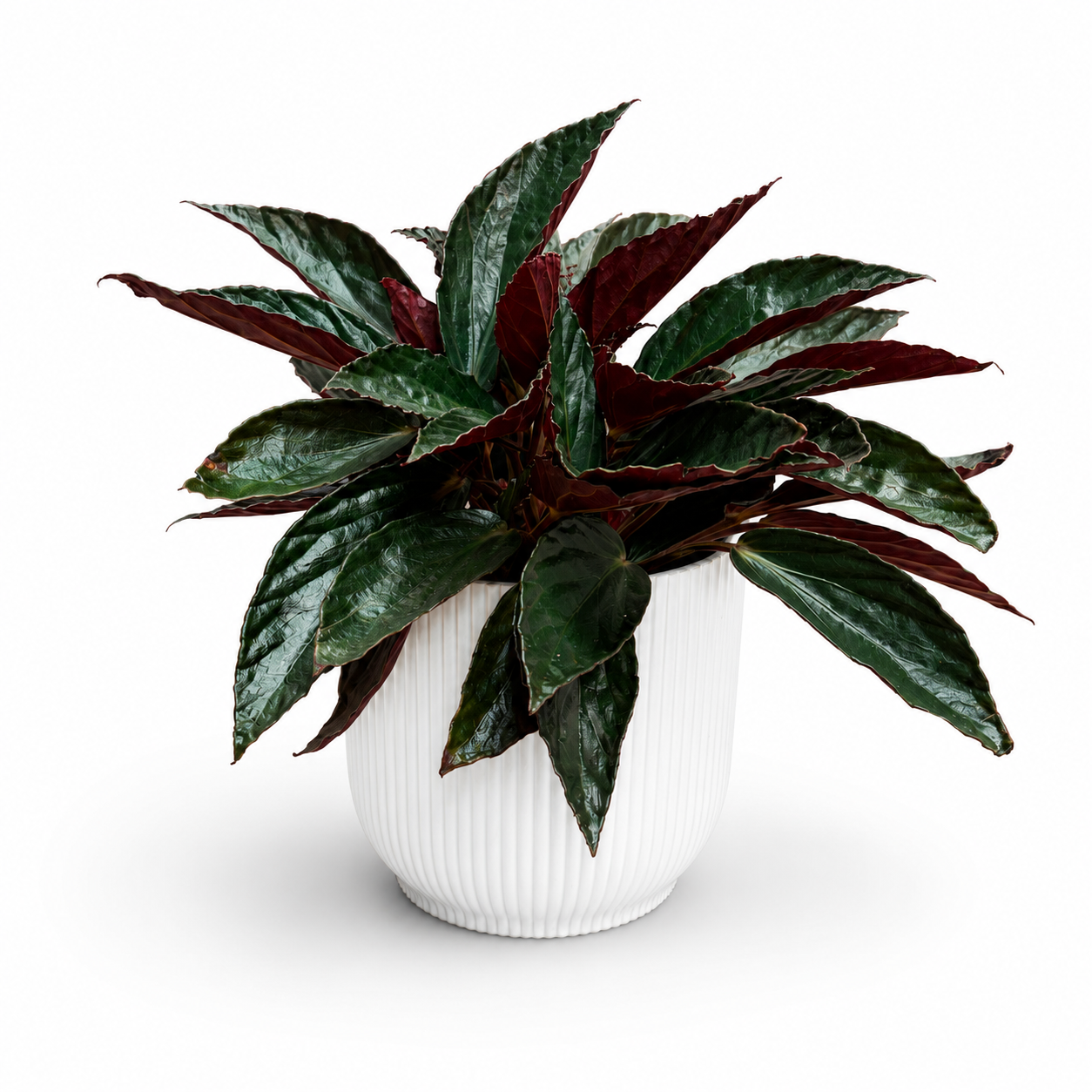 Begonia hatacoa Variegated Rubrifolia 12cm Houseplant