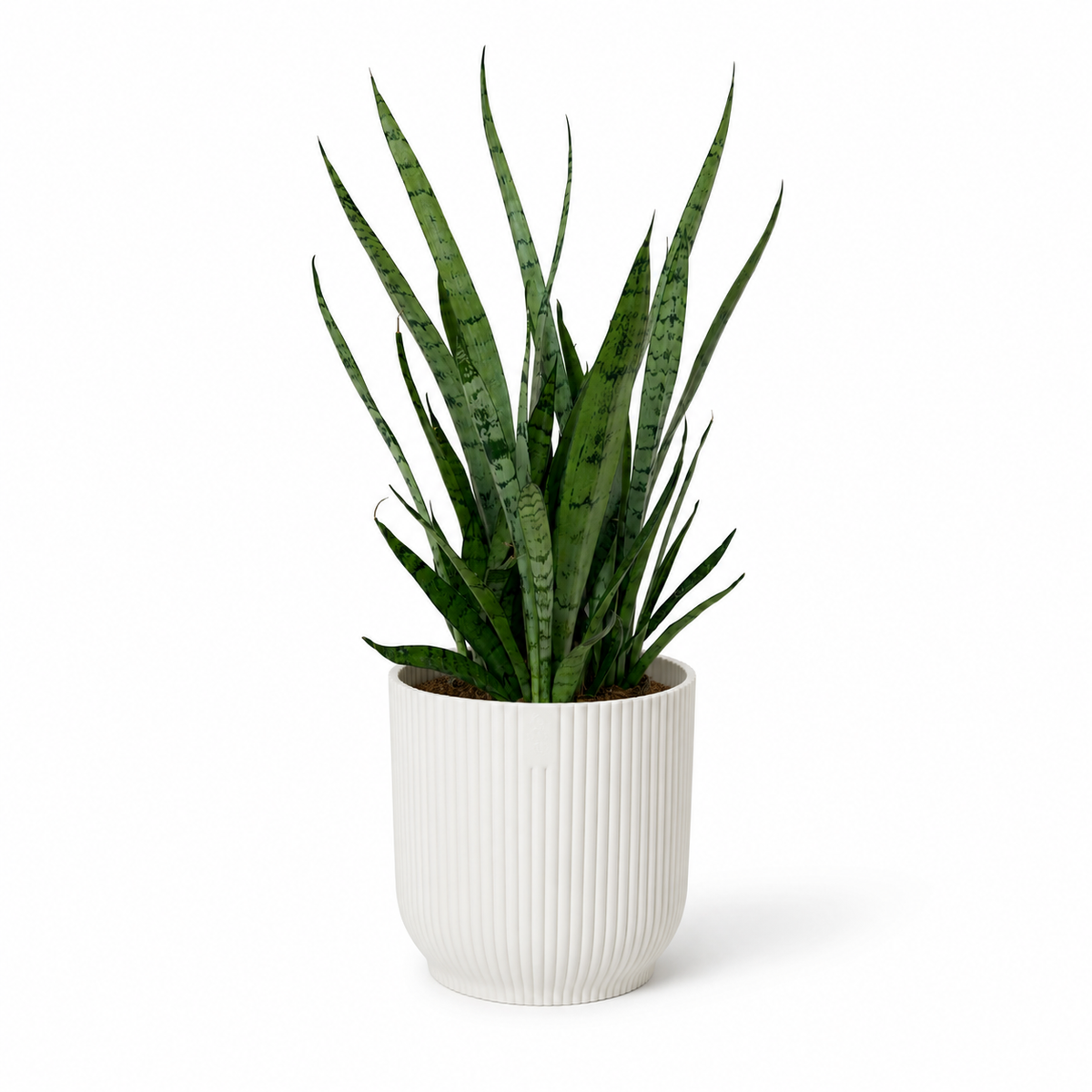 Snake Silver Princess 12cm Pot Size Houseplant