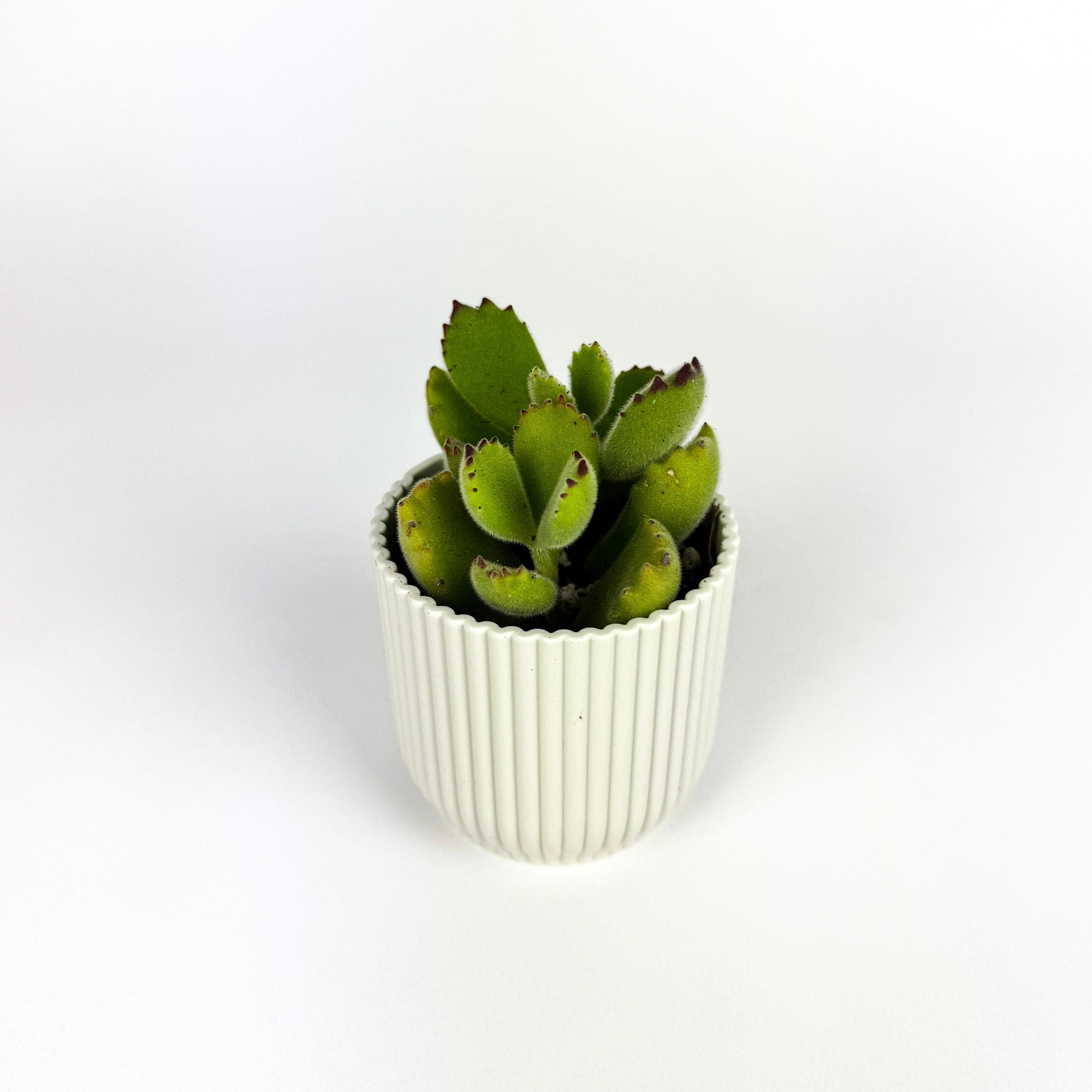 Mini Cotyledon ladysmithiensis Houseplant