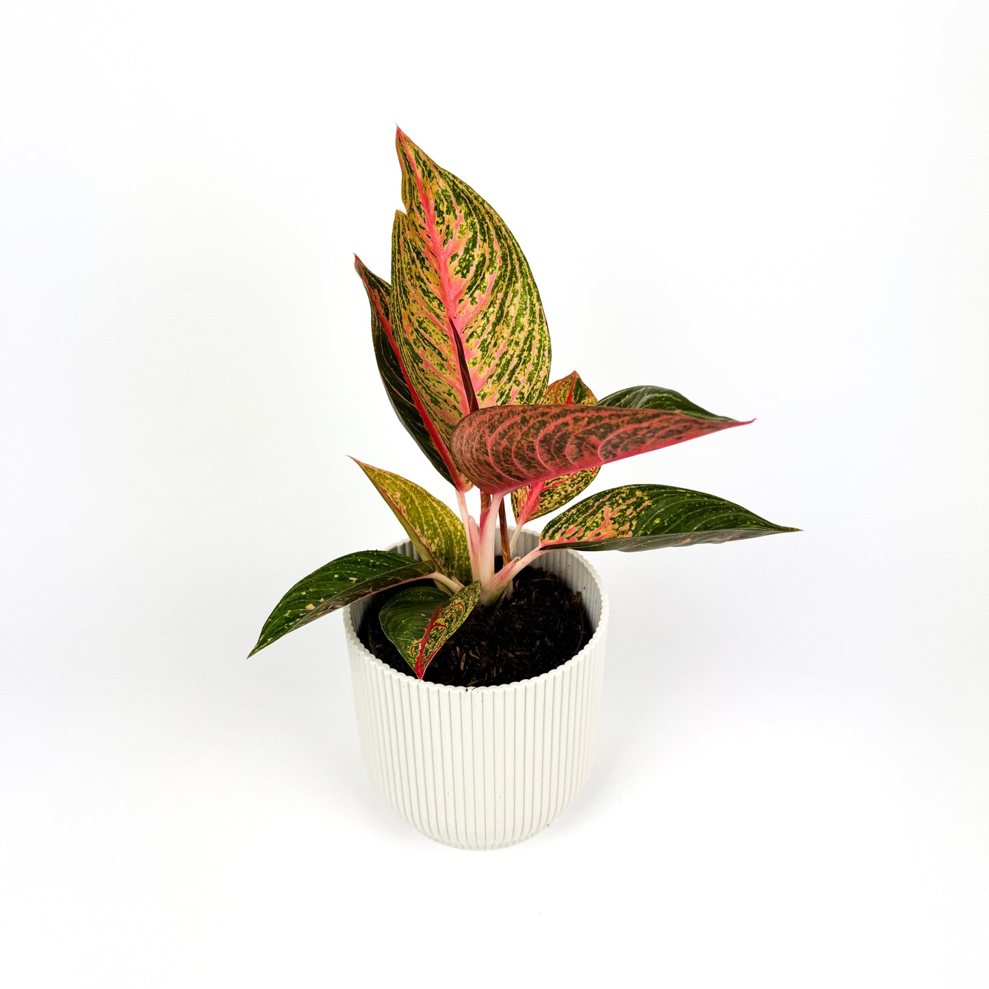 Aglaonema Crimson love Houseplant