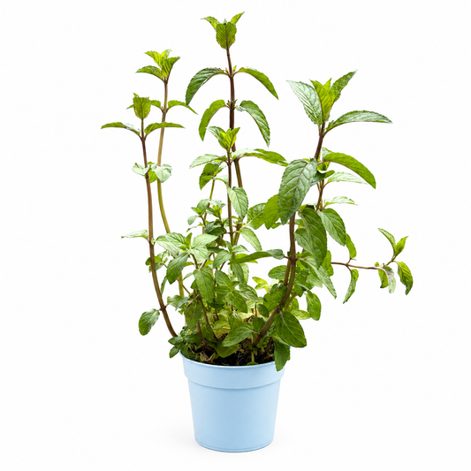 Mentha (Mint Chocolate) 12cm Herb Plant