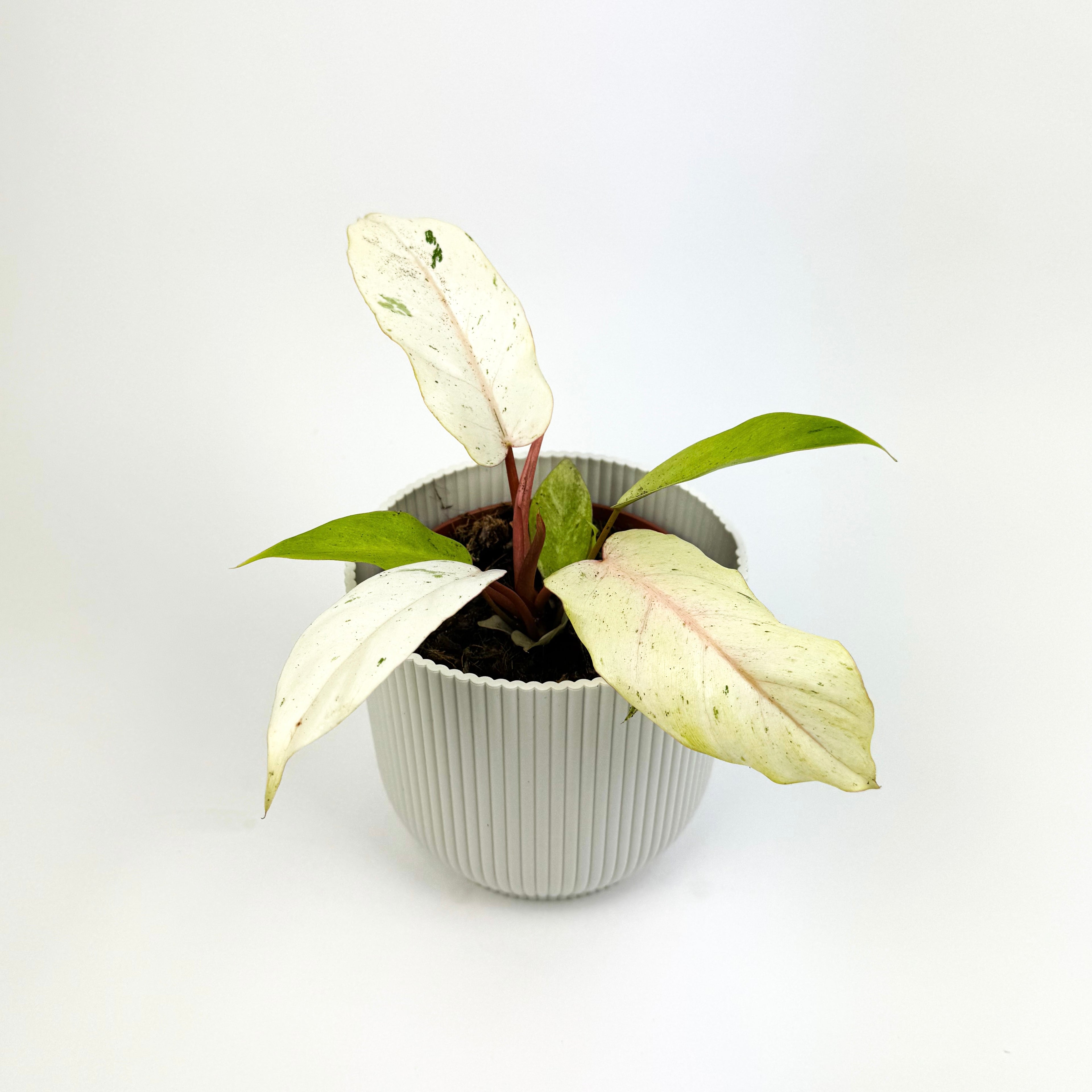 Philodendron Snowdrift Houseplant