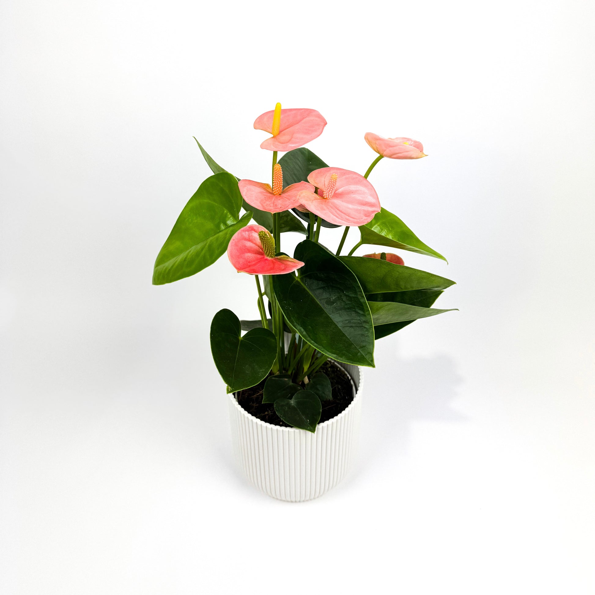 anthurium spirit Anthurium Spirit Champion Houseplant – OH SO Floral