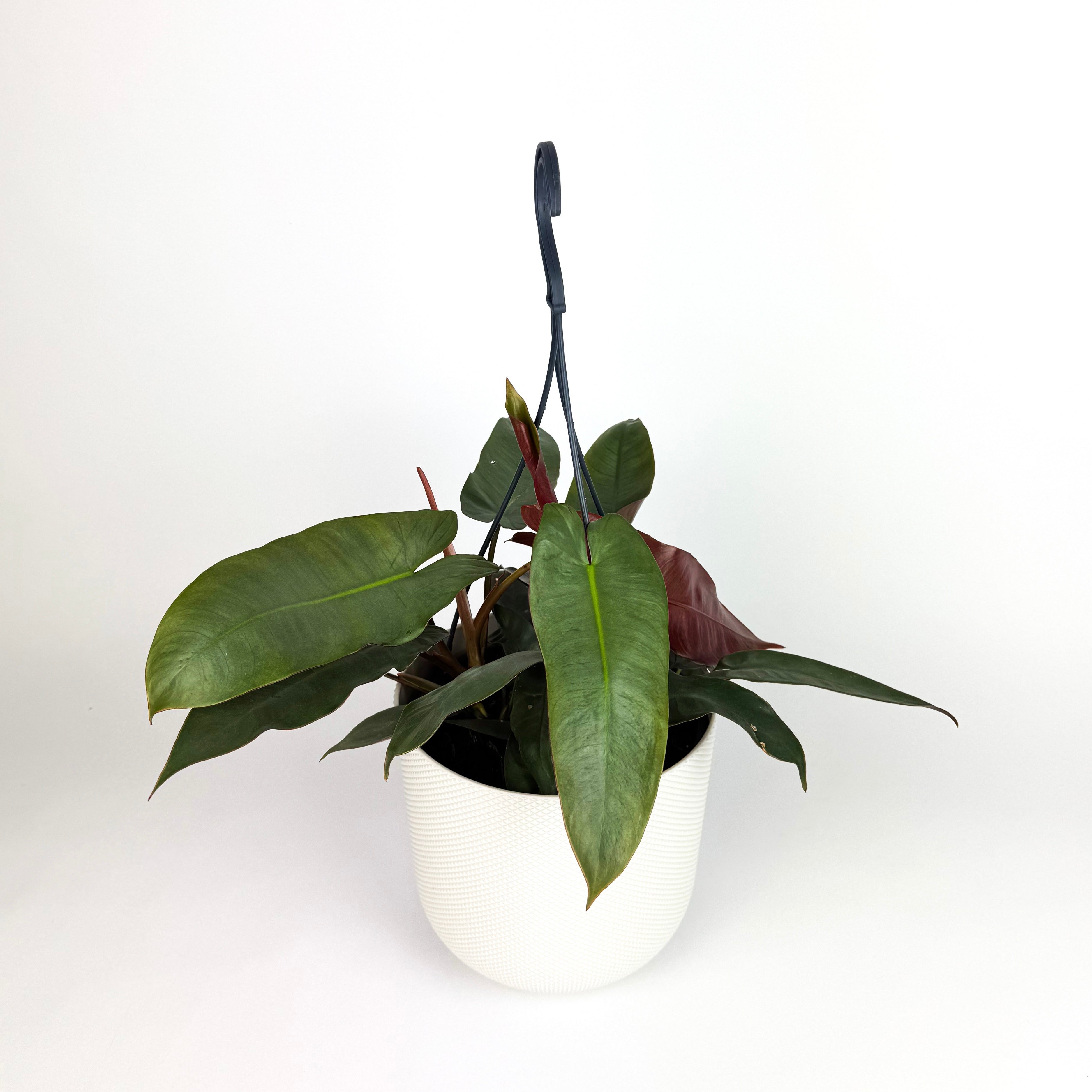 Philodendron Atabepoense Houseplant