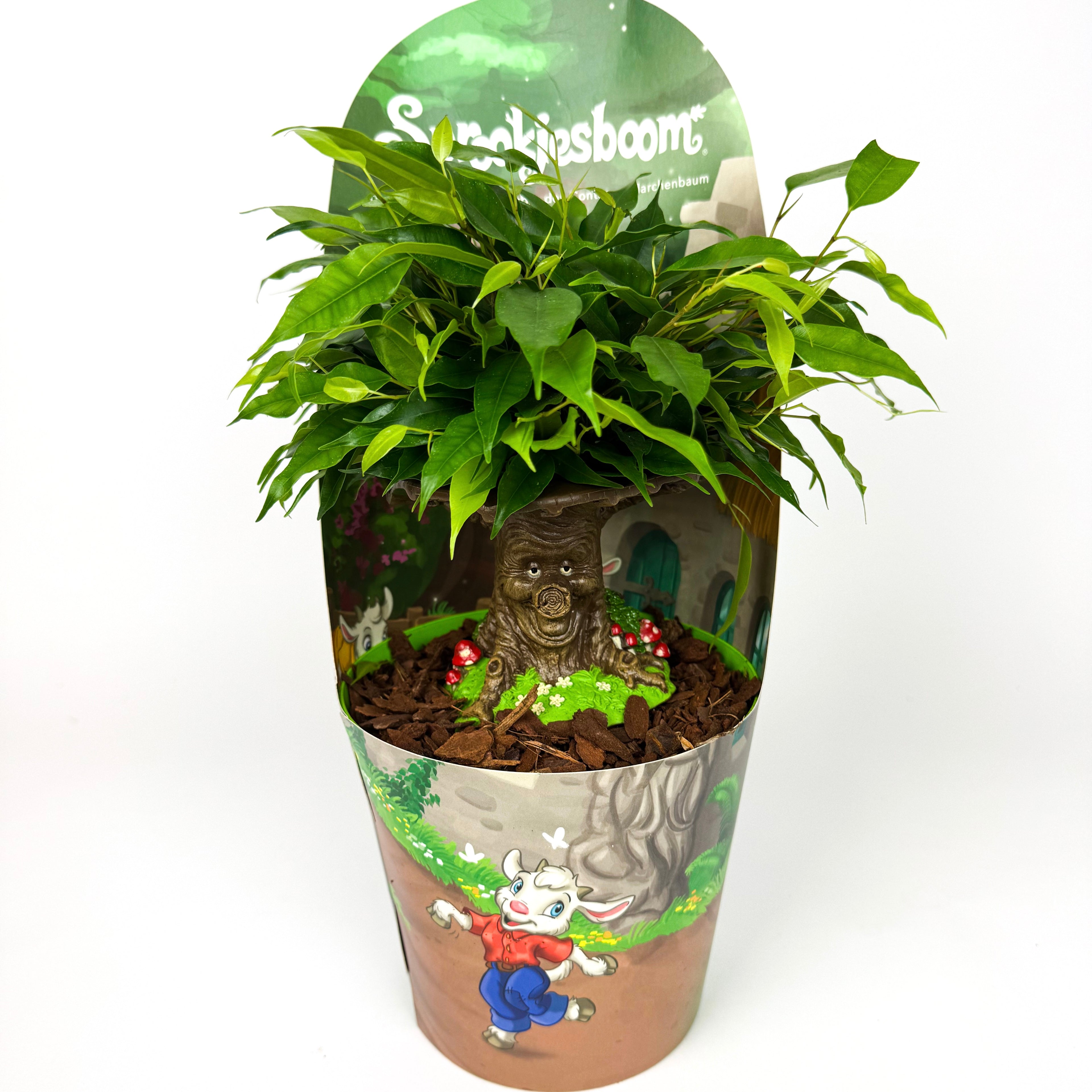 Ficus The Fairy Tale Tree Houseplant
