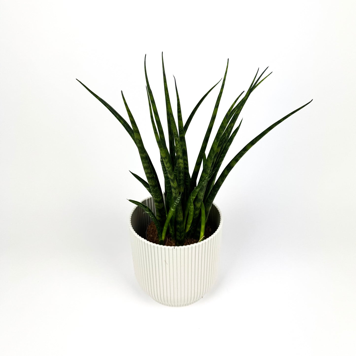 Fernwood Snake Houseplant