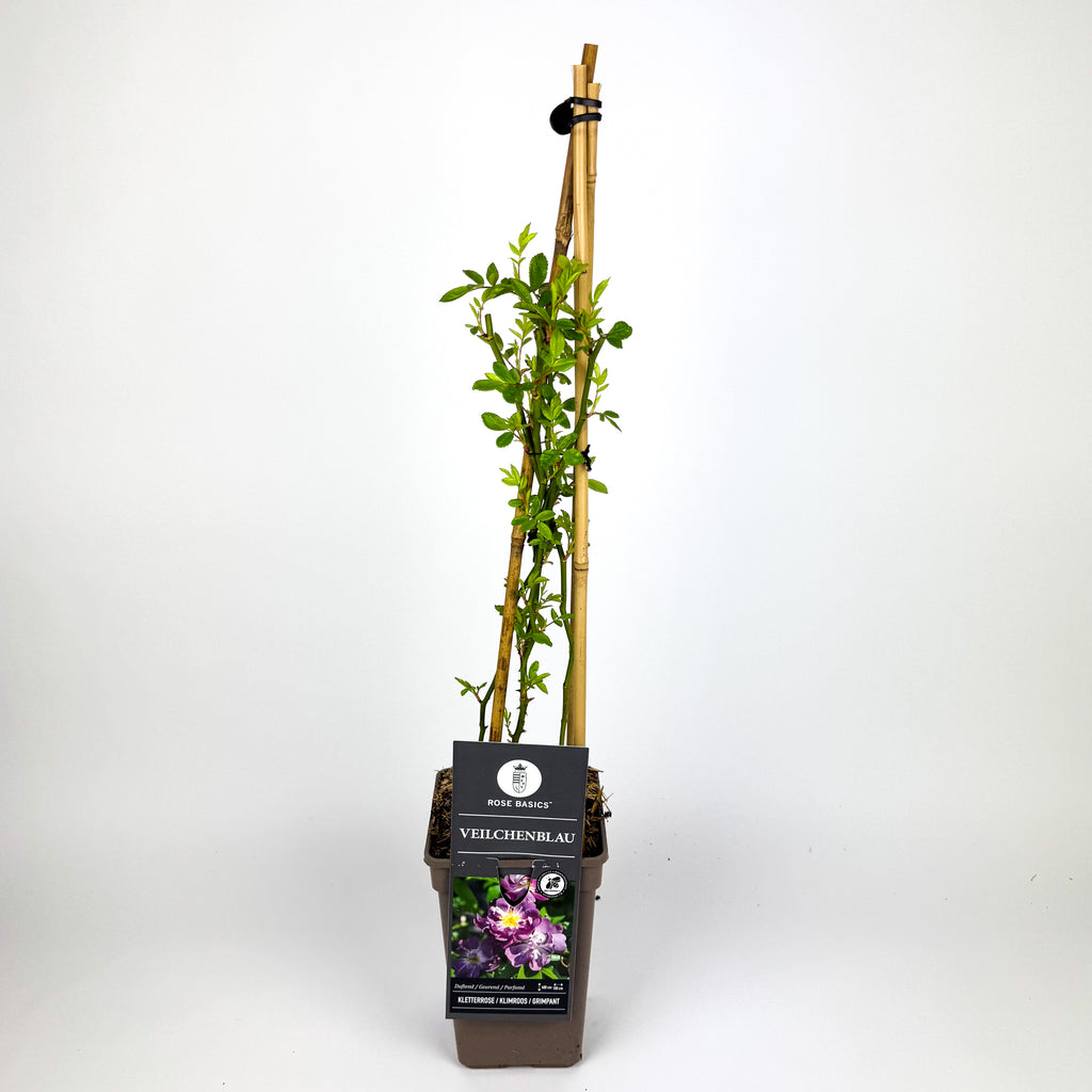 Large Rose climbing Outdoor Plant