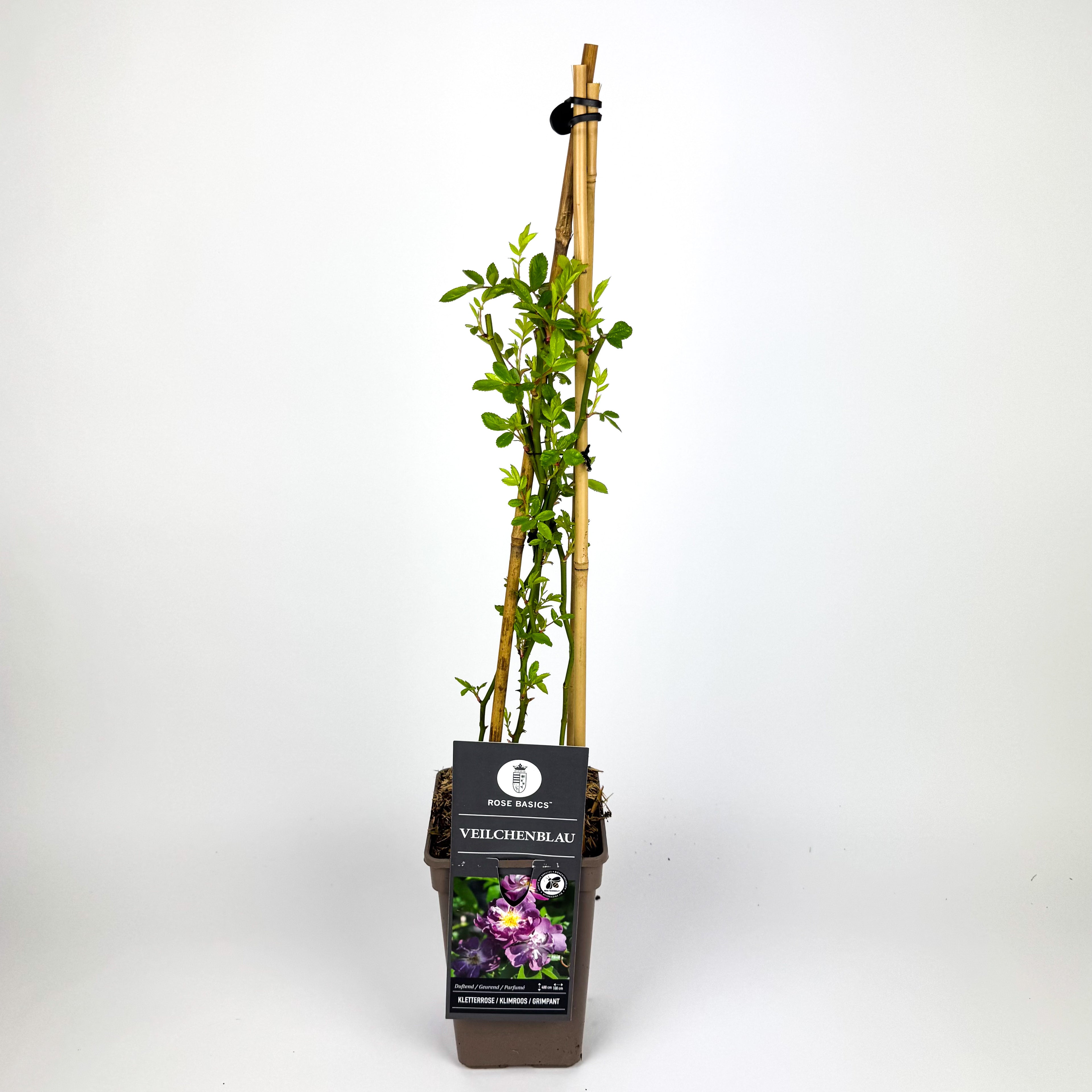 Large Rose climbing Outdoor Plant