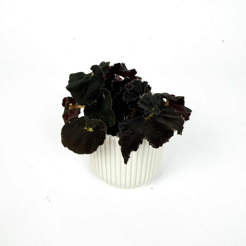 Mini Begonia Rex Houseplant