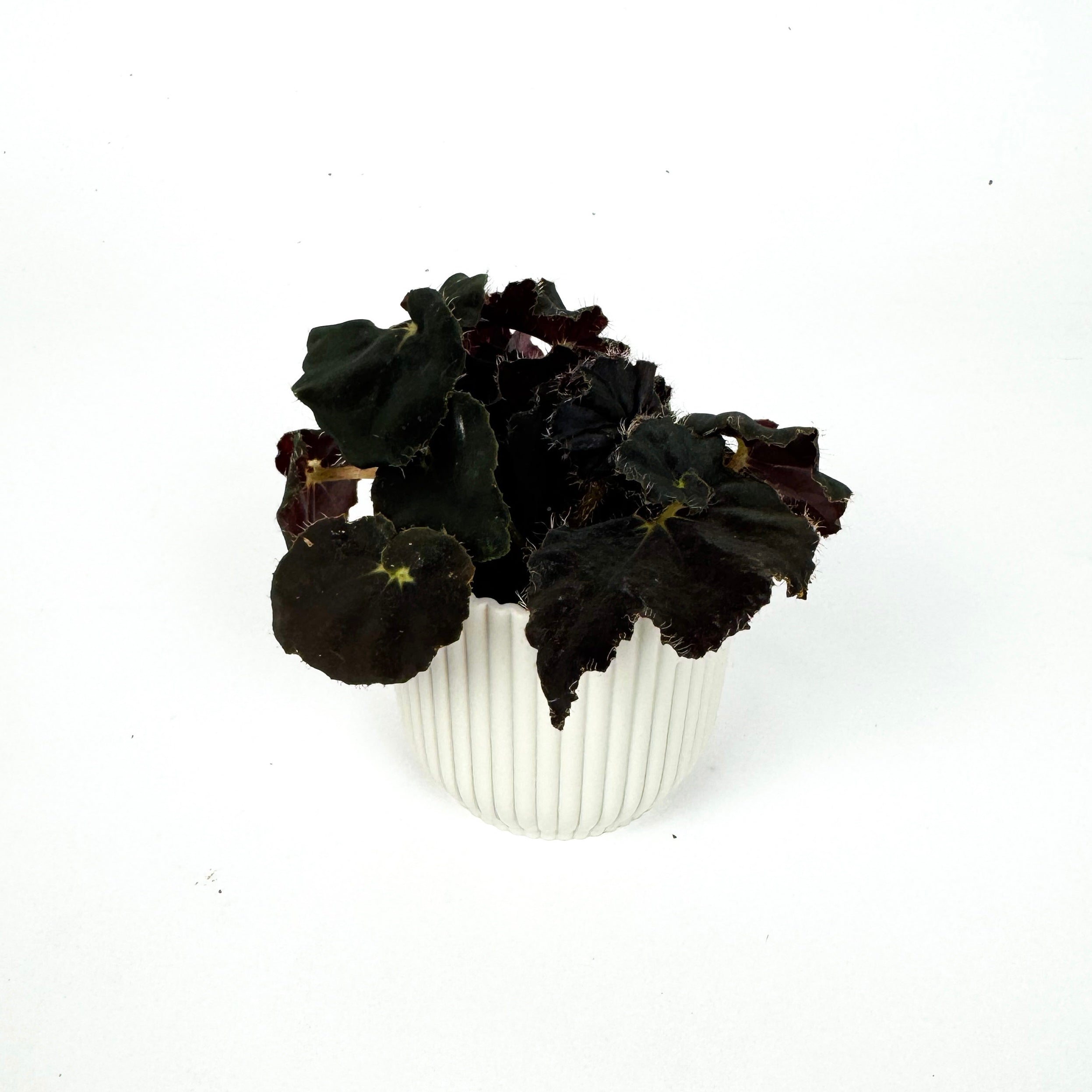 Mini Begonia Rex Houseplant
