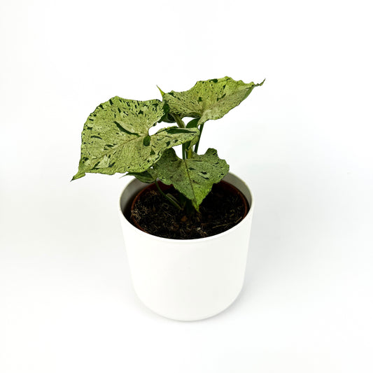 Syngonium Green Splash Houseplant