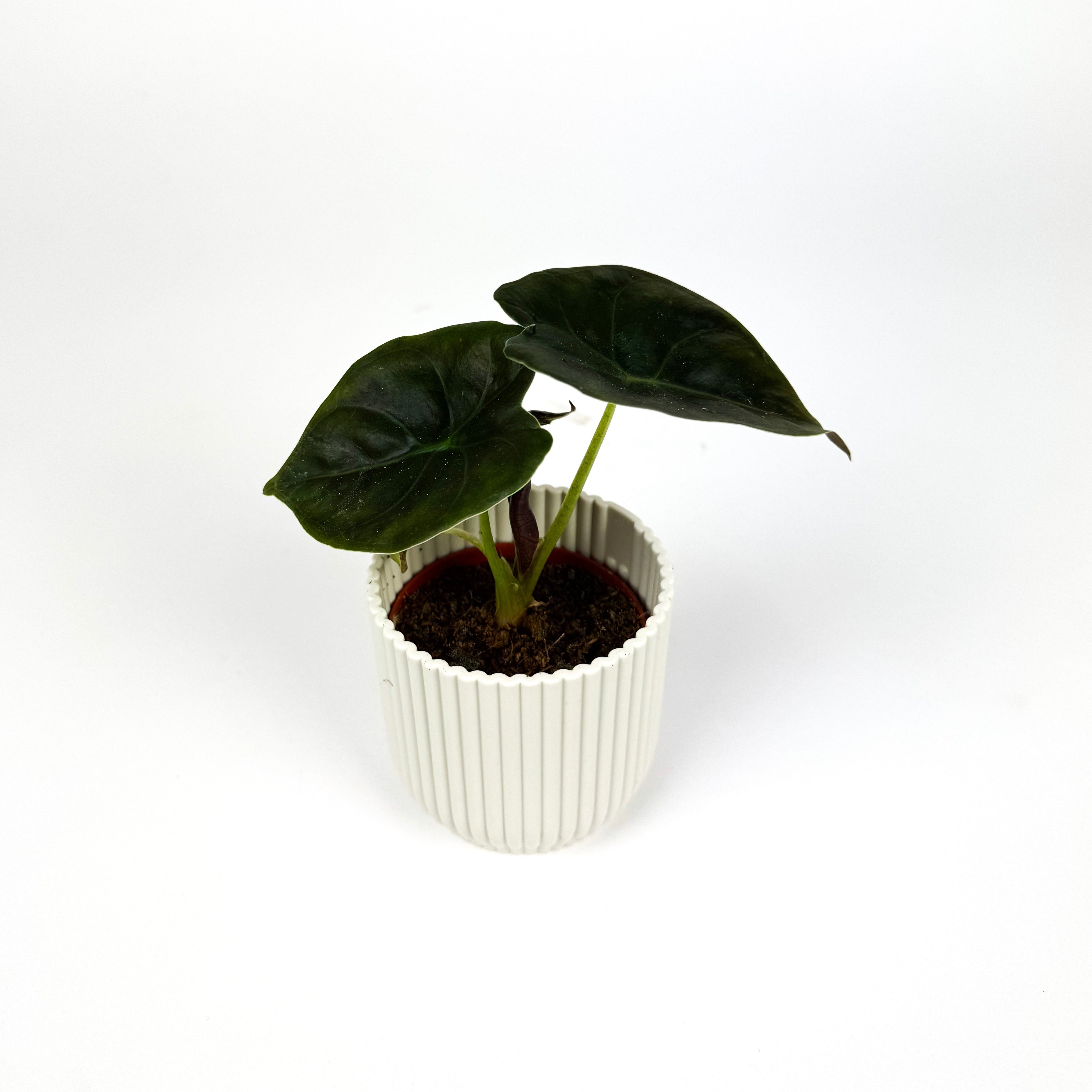 Alocasia Golden Bone Houseplant