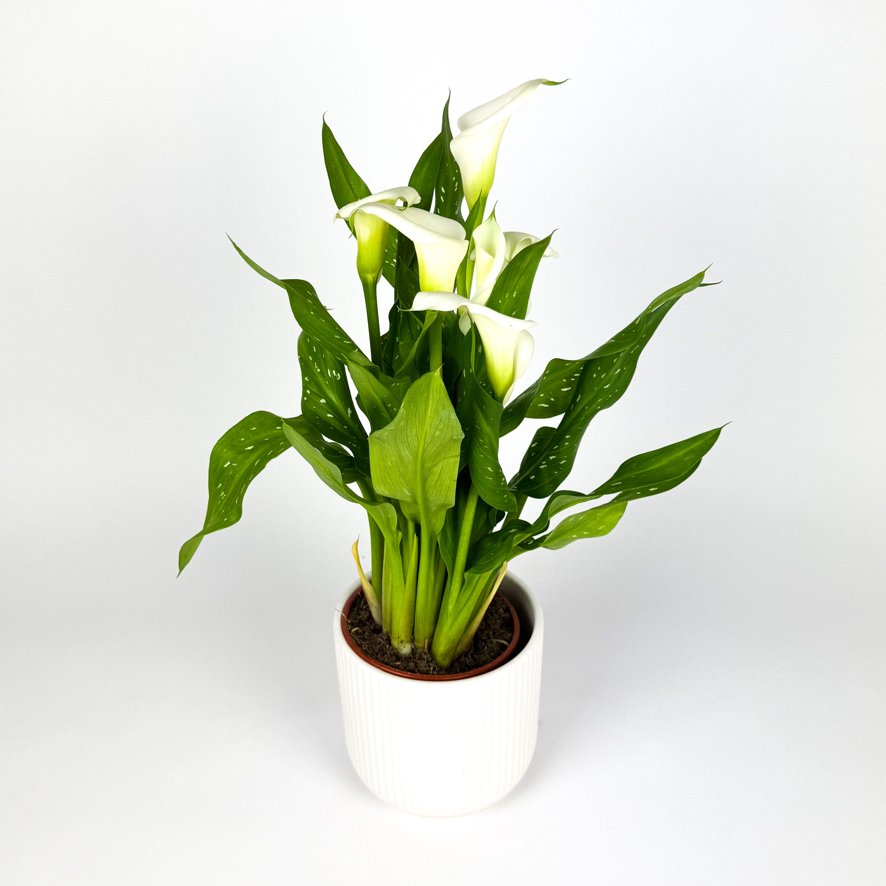 Calla Lily With Ceramic Houseplant