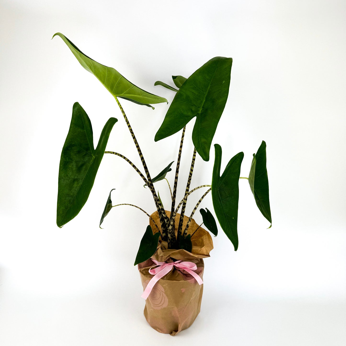 Large Alocasia Tiger Zebrina Houseplant