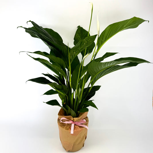 Large Peace Lily Houseplant