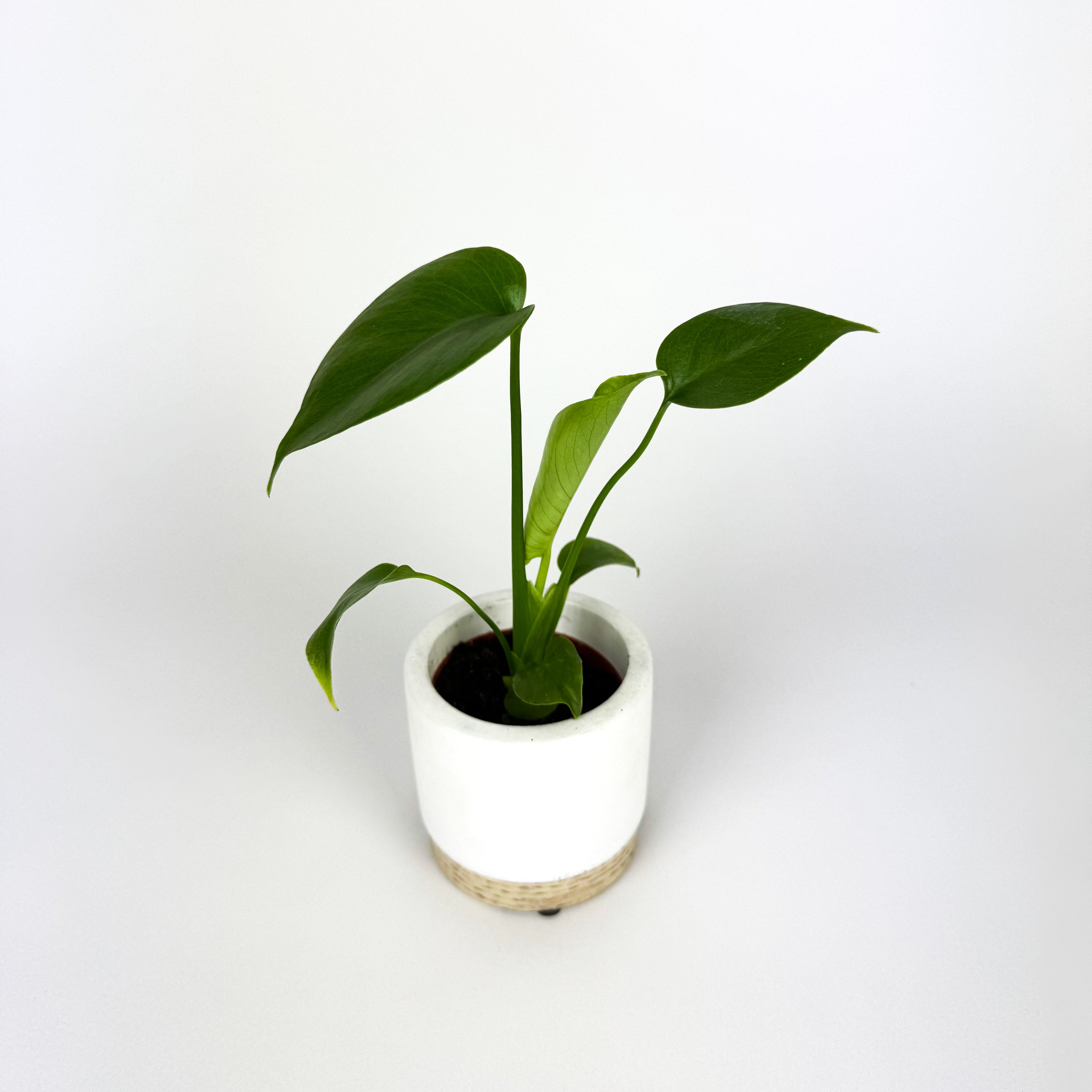 MINI Monstera Deliciosa Houseplant