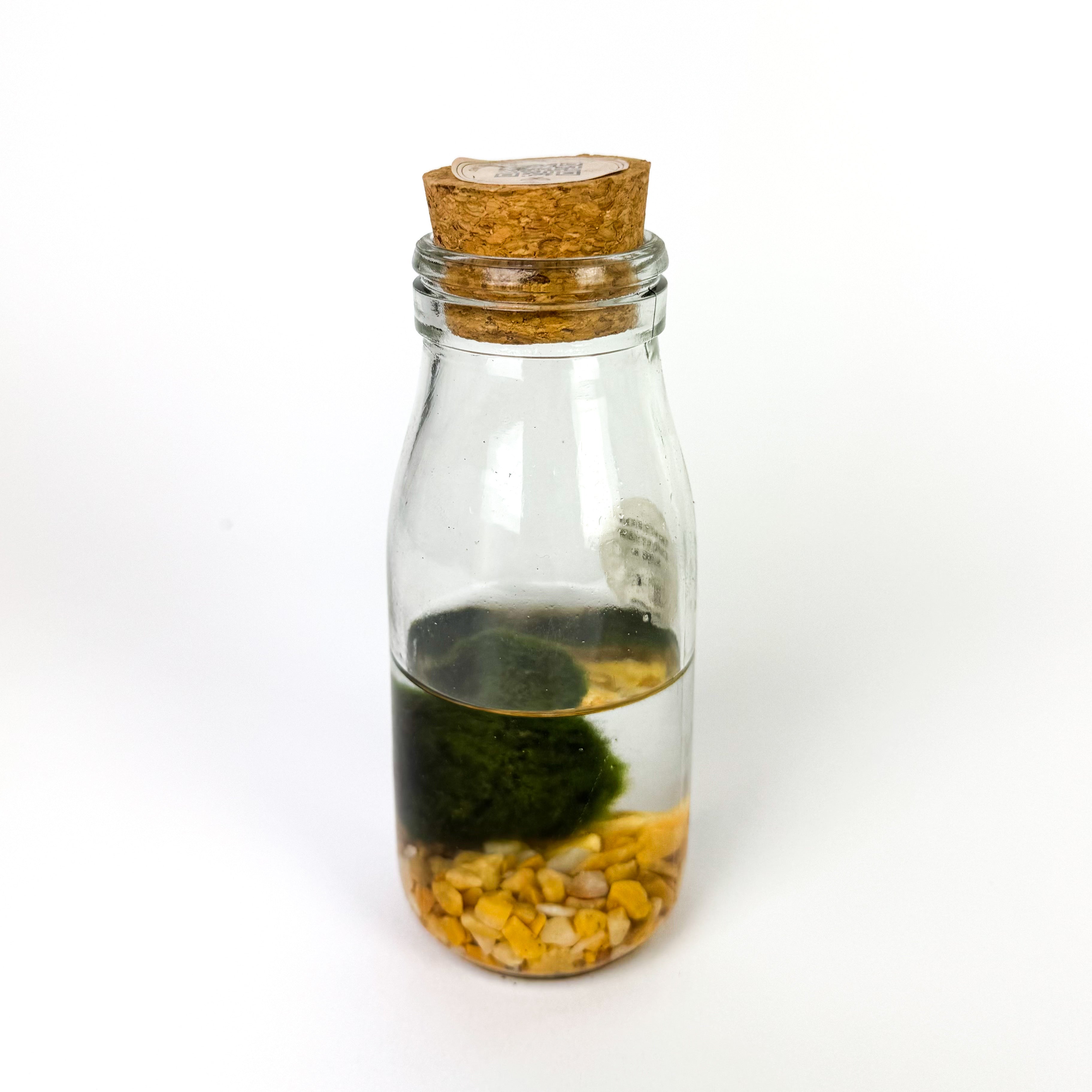 Marimo Moss Ball In A Jar Houseplant