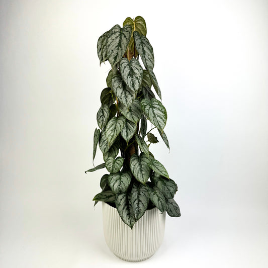 Large Philodendron Brandtianum 60cm Mosspole