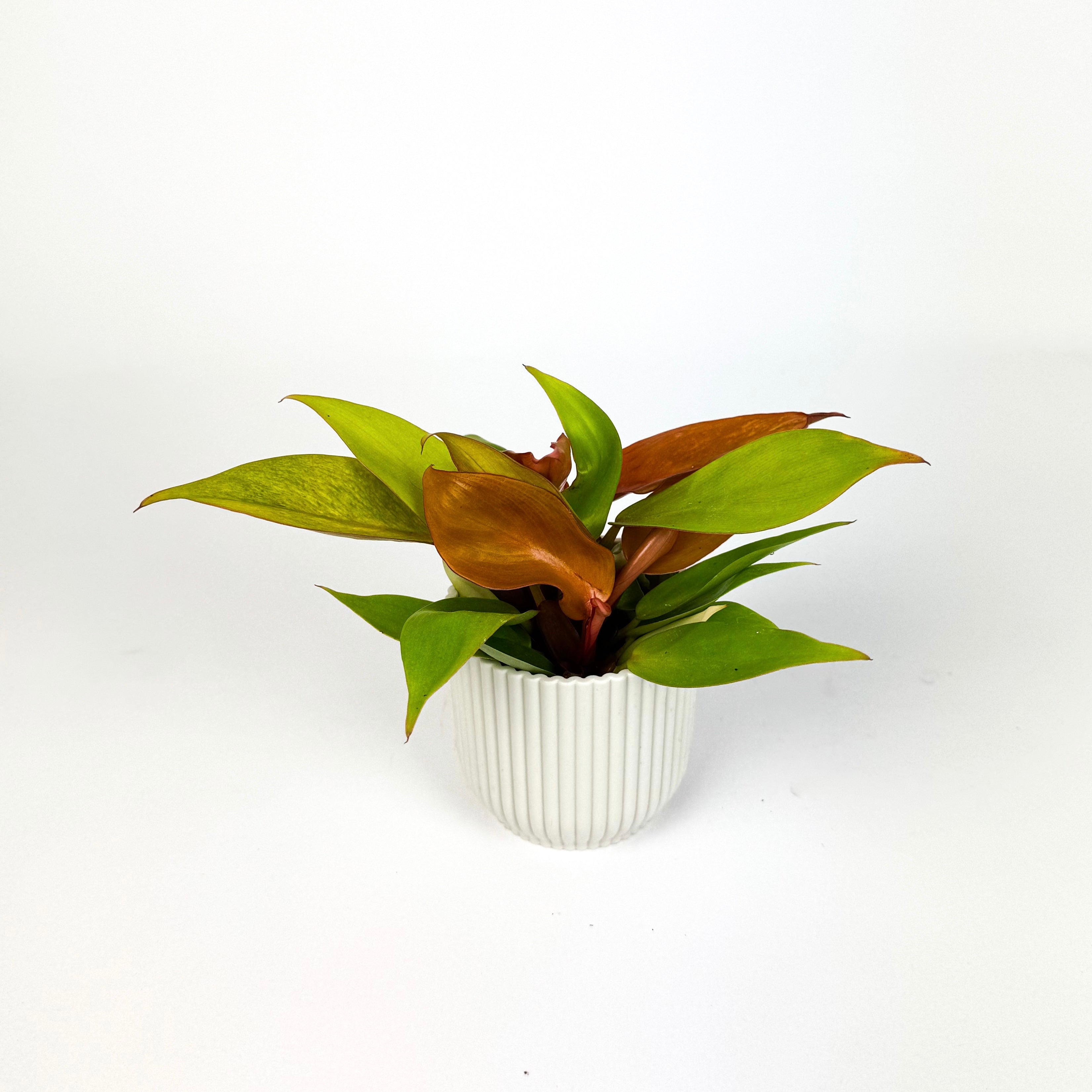 Mini Prince Of Orange Houseplant